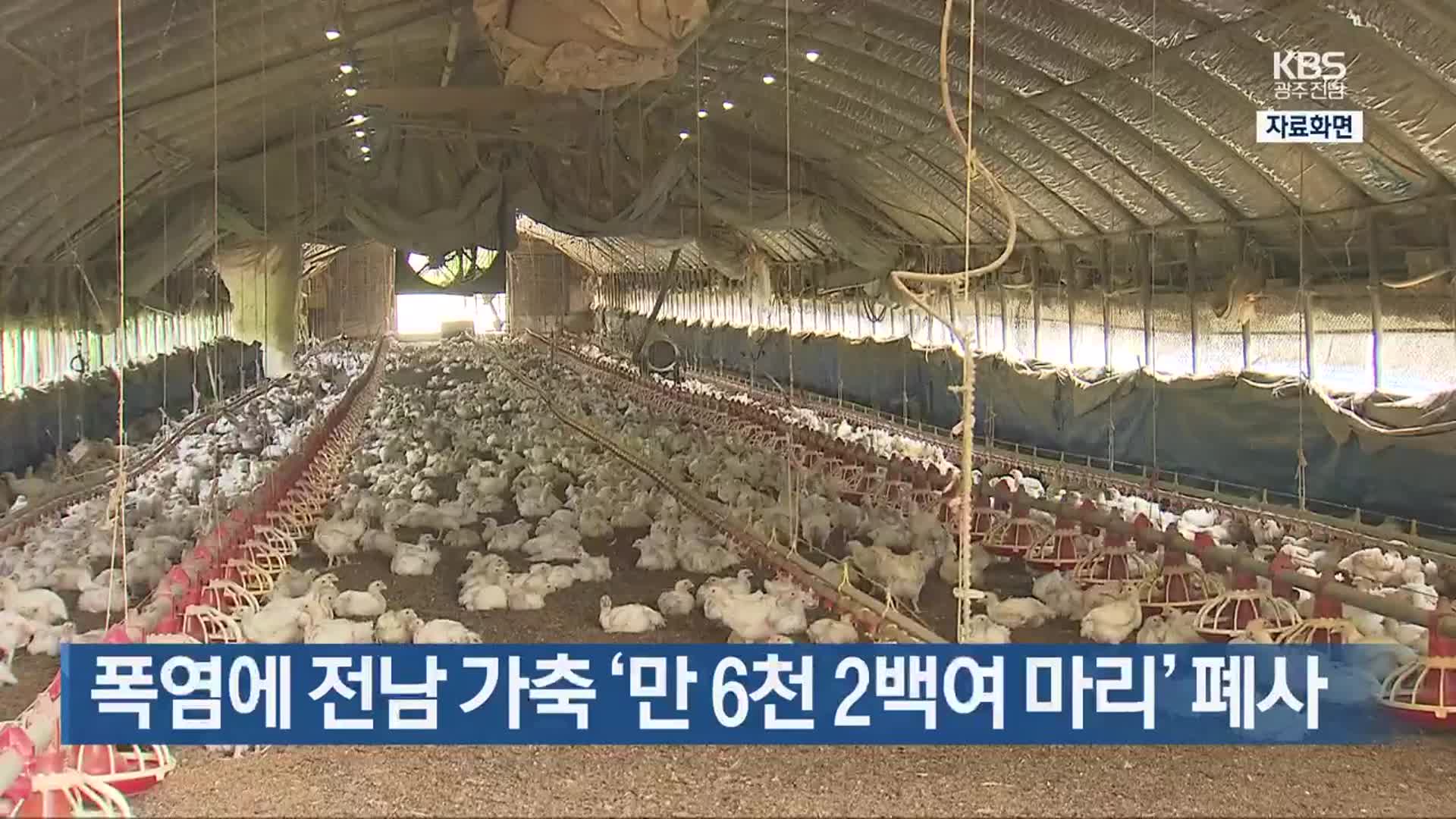 [간추린 단신] 폭염에 전남 가축 ‘만 6천 2백여 마리’ 폐사 외