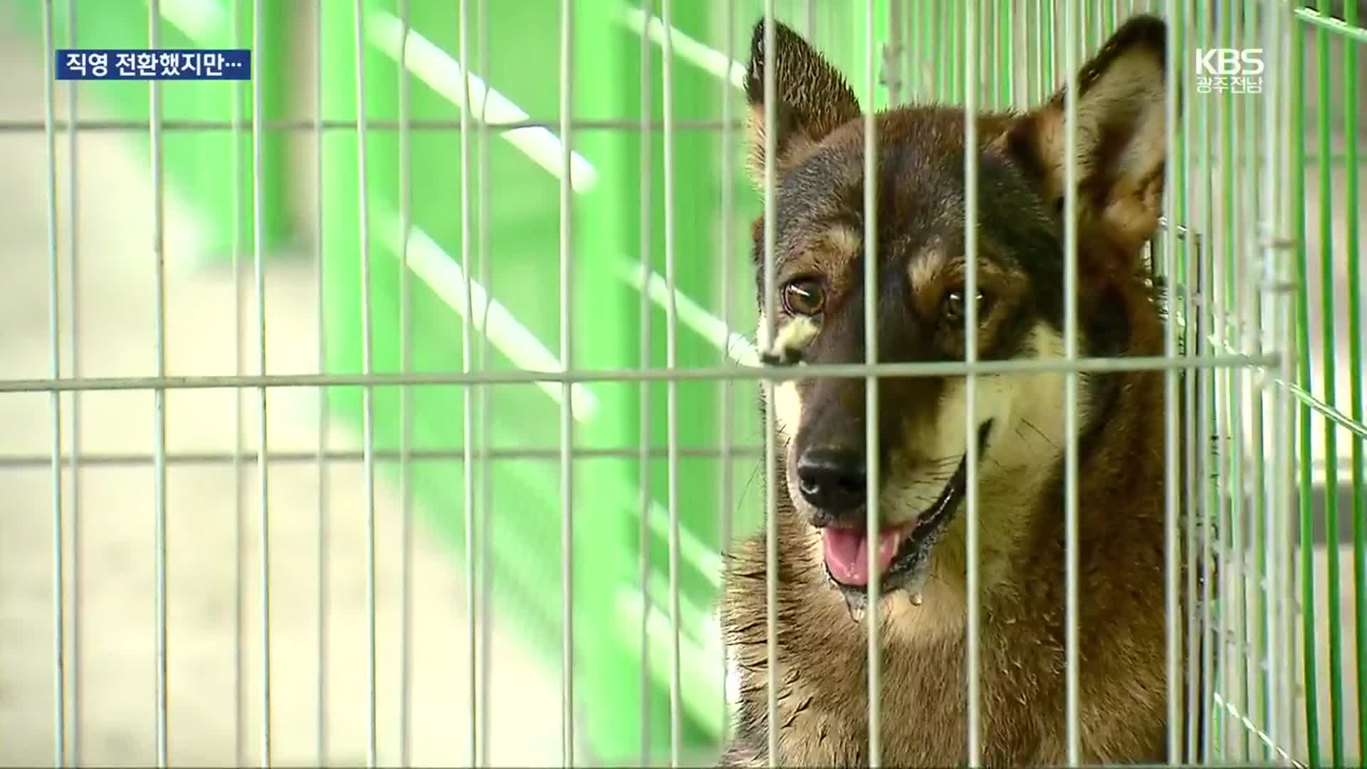 장성 동물보호소 직영 전환…100여 마리 안락사 위기