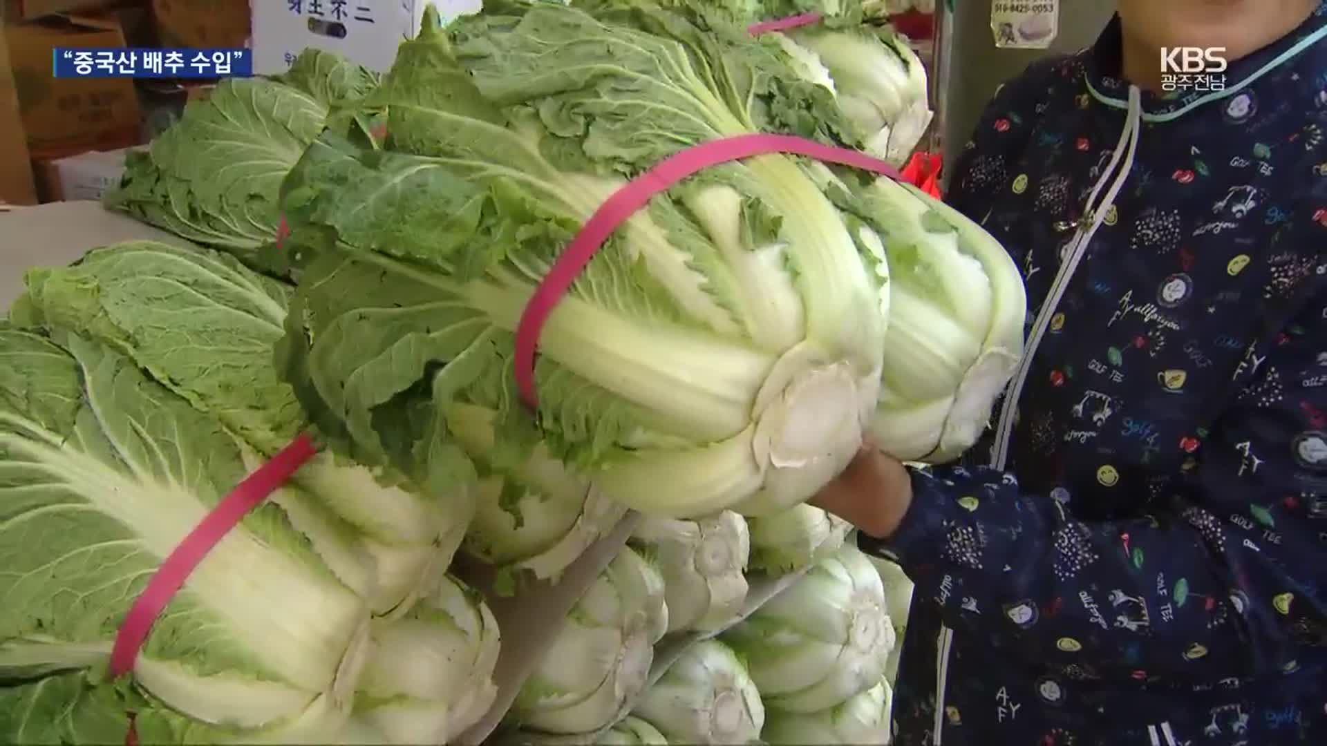 배춧값 고공행진 언제까지…“중국산 배추 정부 수입”