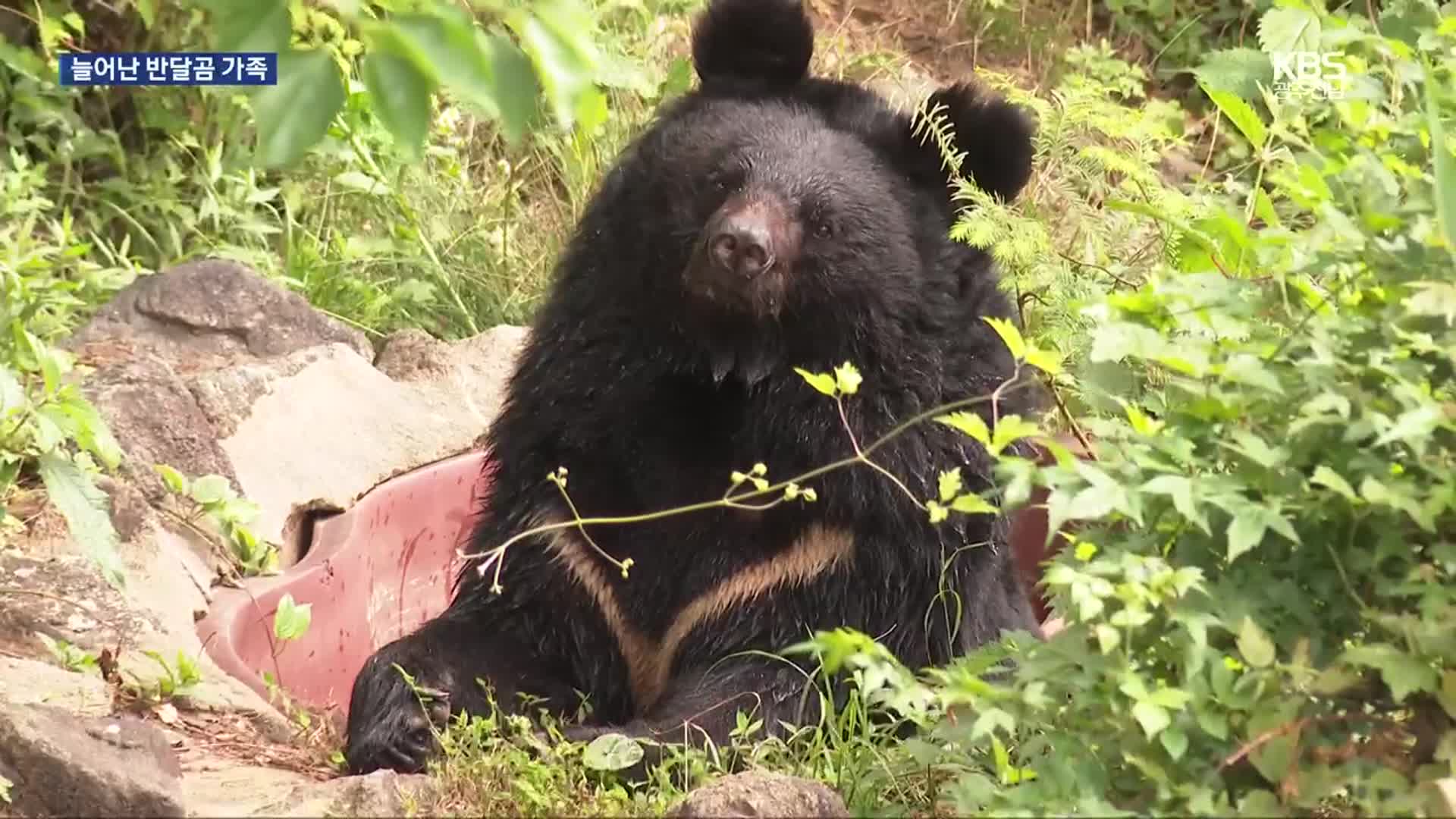 지리산 반달가슴곰 복원 20년…개체수 15배 증가