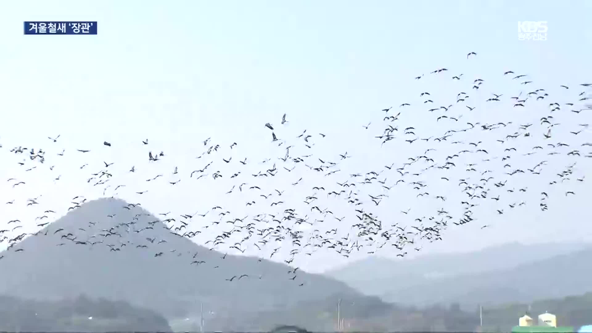 [여기는 전남] 흑두루미 7천 마리 순천만에…겨울 철새 ‘장관’