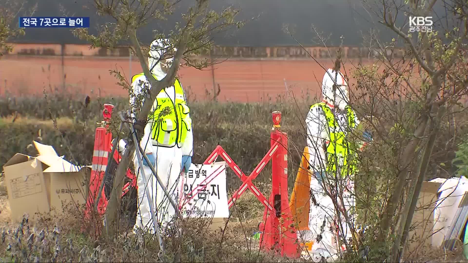 [여기는 전남] 강진 오리농장서 H5N1형 고병원성 AI 검출