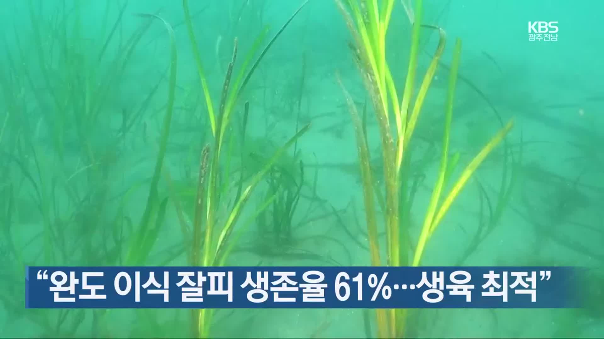 [여기는 전남] “완도 이식 잘피 생존율 61%…생육 최적” 외