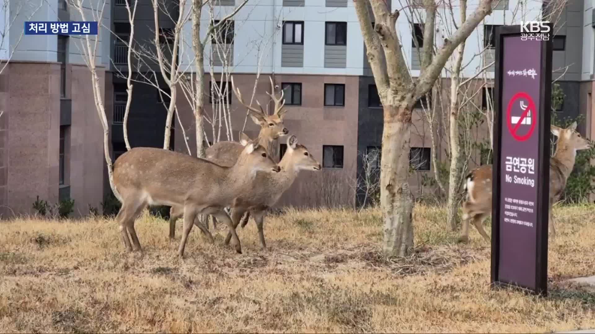 [여기는 전남] 길 가다 사슴 만나면? 순천 도심서 잇따라 출몰 ‘고심’