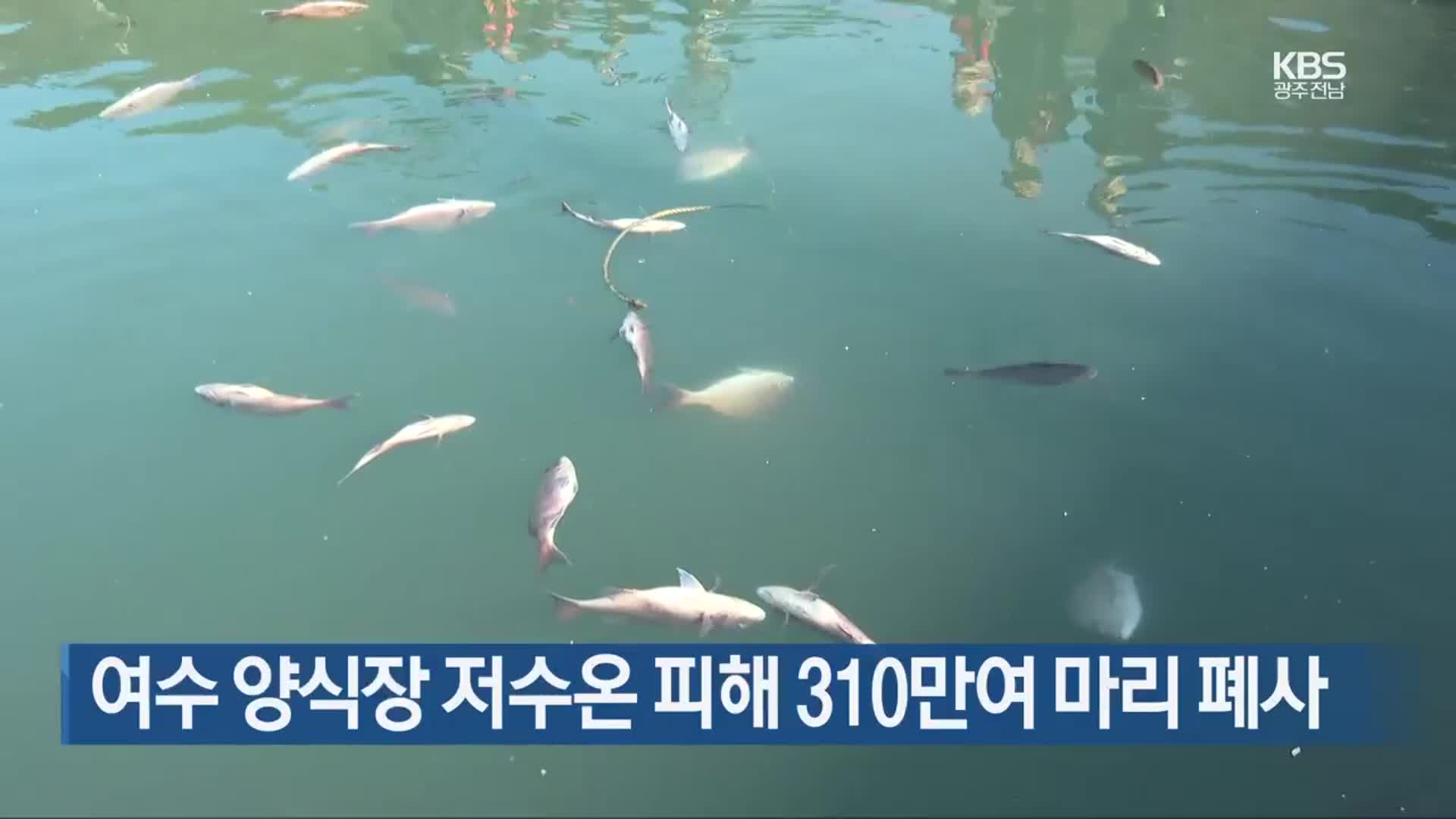 [여기는 전남] 여수 양식장 저수온 피해 310만여 마리 폐사 외