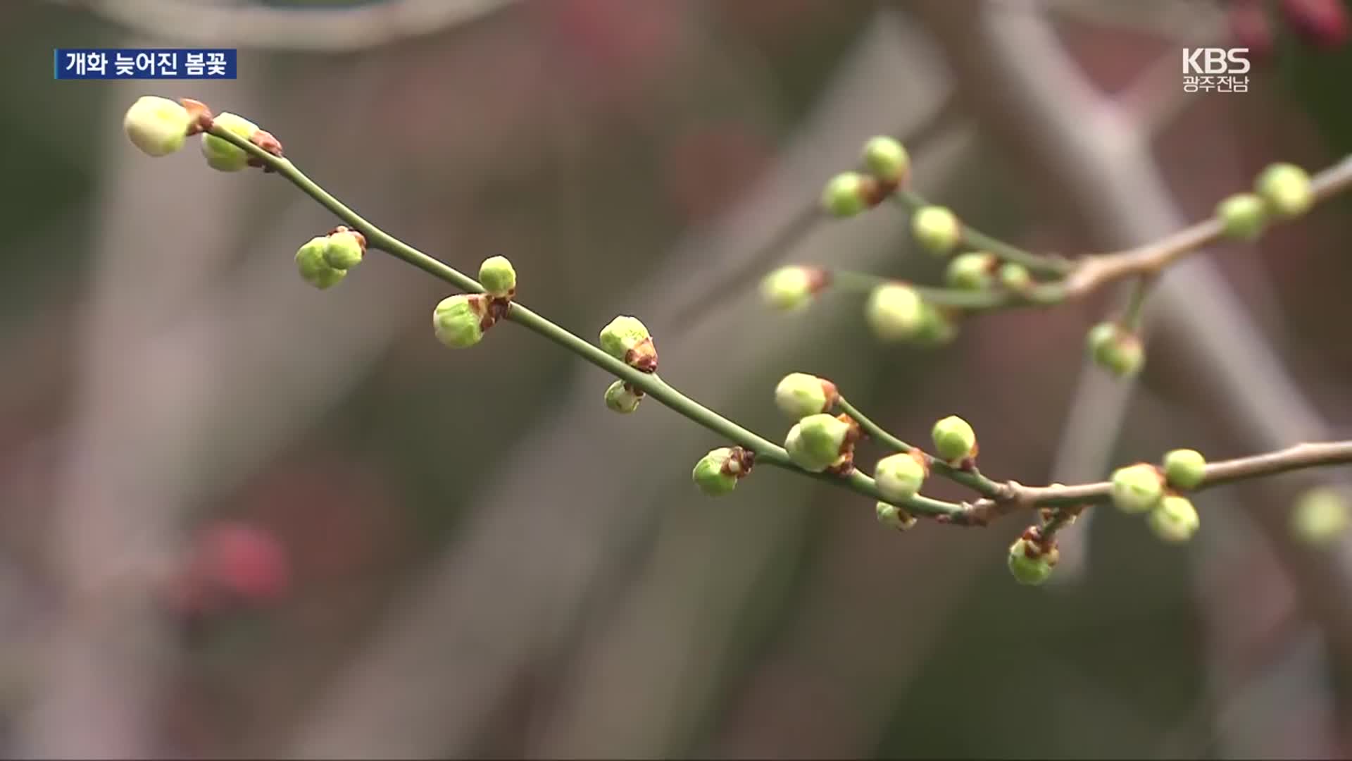 매서운 꽃샘추위에 봄꽃 개화 늦어져…일부 꽃축제 연기