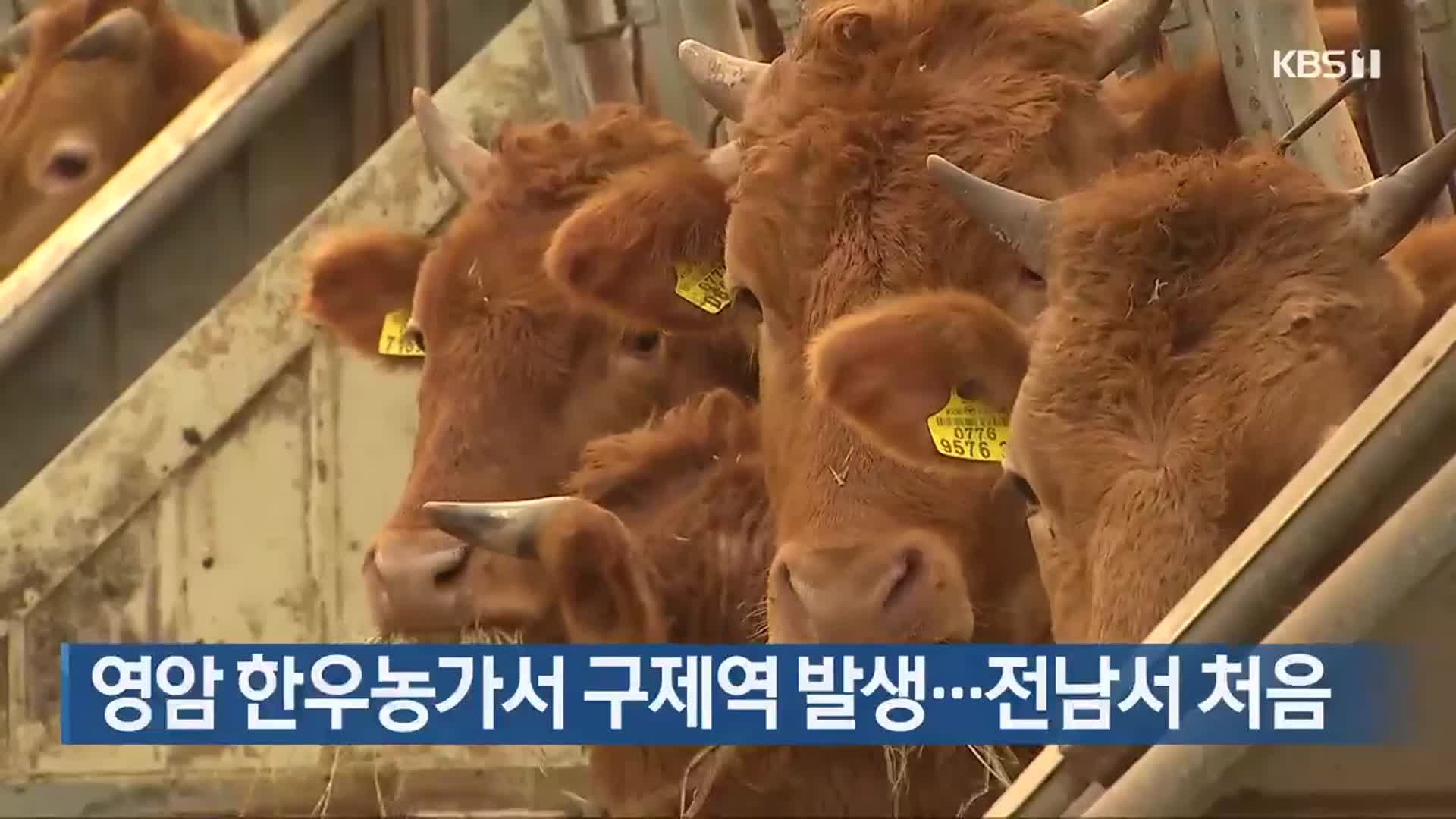 영암 한우농가서 구제역 발생…전남서 처음