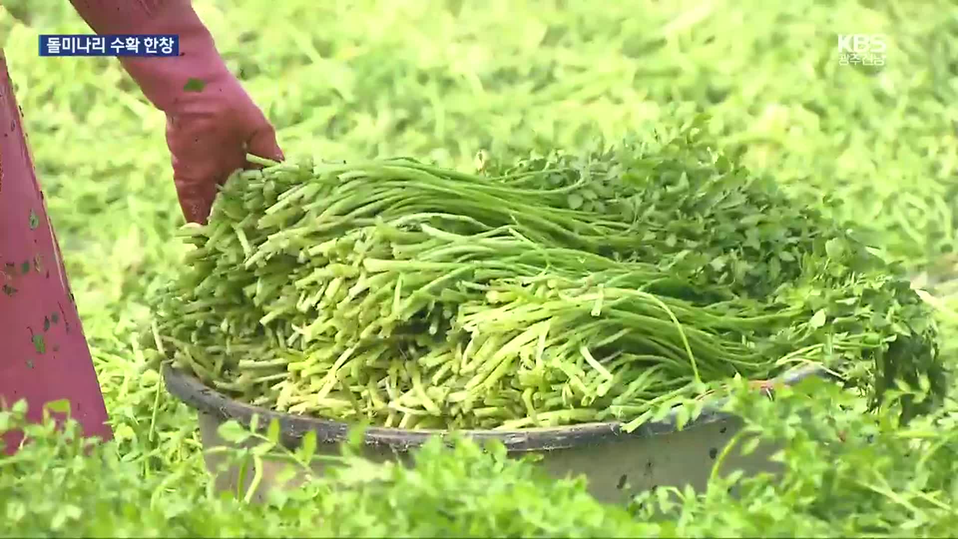 맛도 영양도 풍부…나주 돌미나리 수확 한창