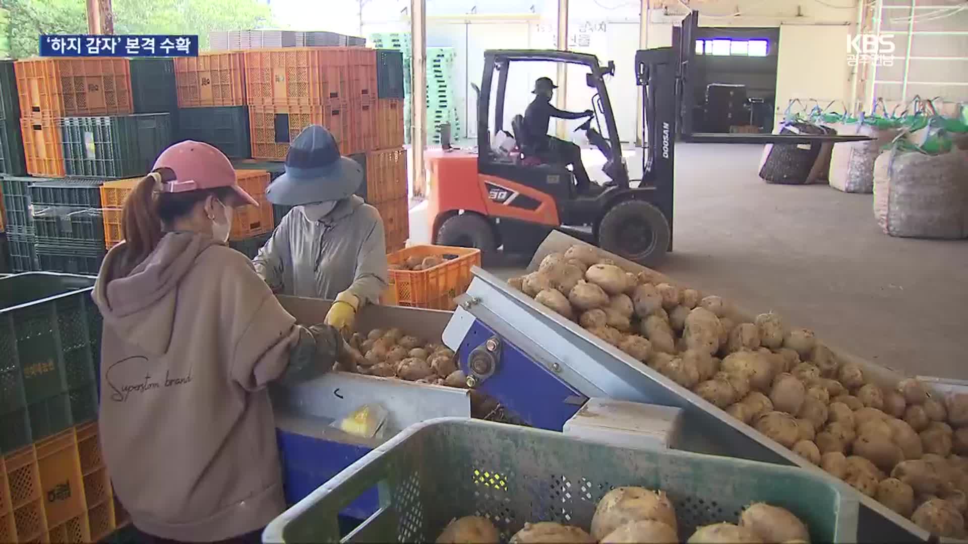 세대 입맛 아우르는 ‘하지 감자’…본격 수확