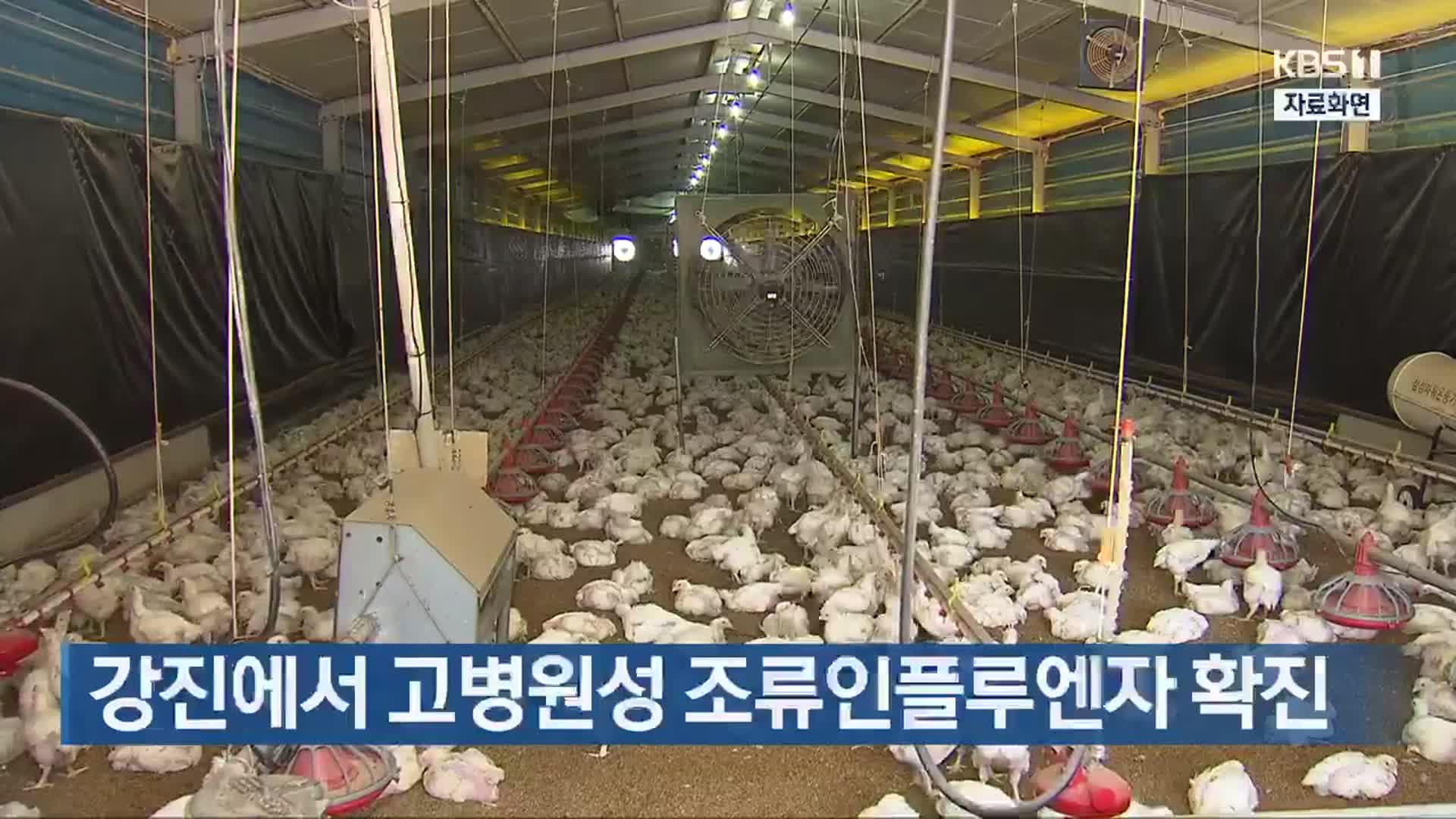 강진에서 고병원성 조류인플루엔자 확진