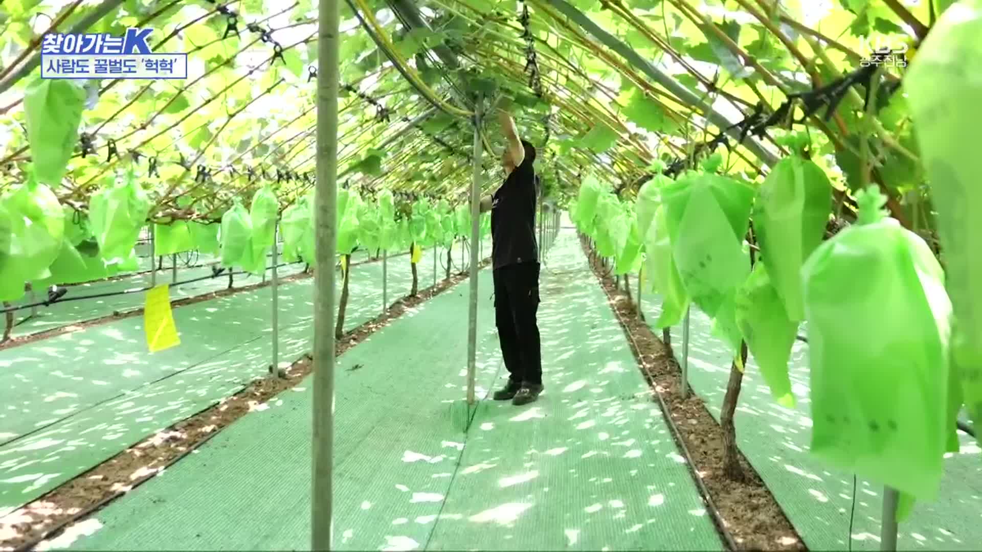 [찾아가는K] 50도까지 치솟는 비닐하우스…온열질환 사망률 ‘최고’