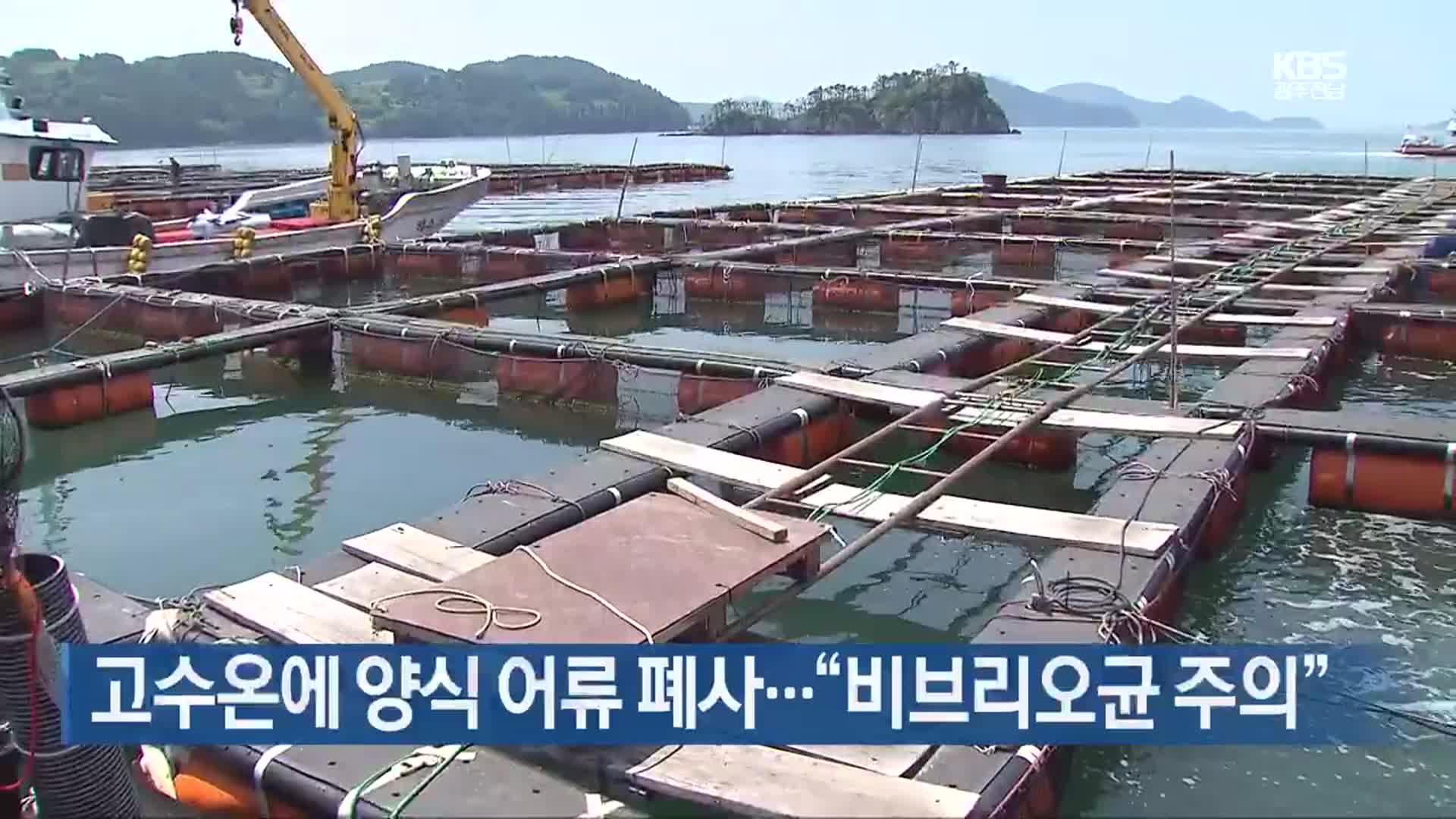 고수온에 양식 어류 폐사…“비브리오균 주의”