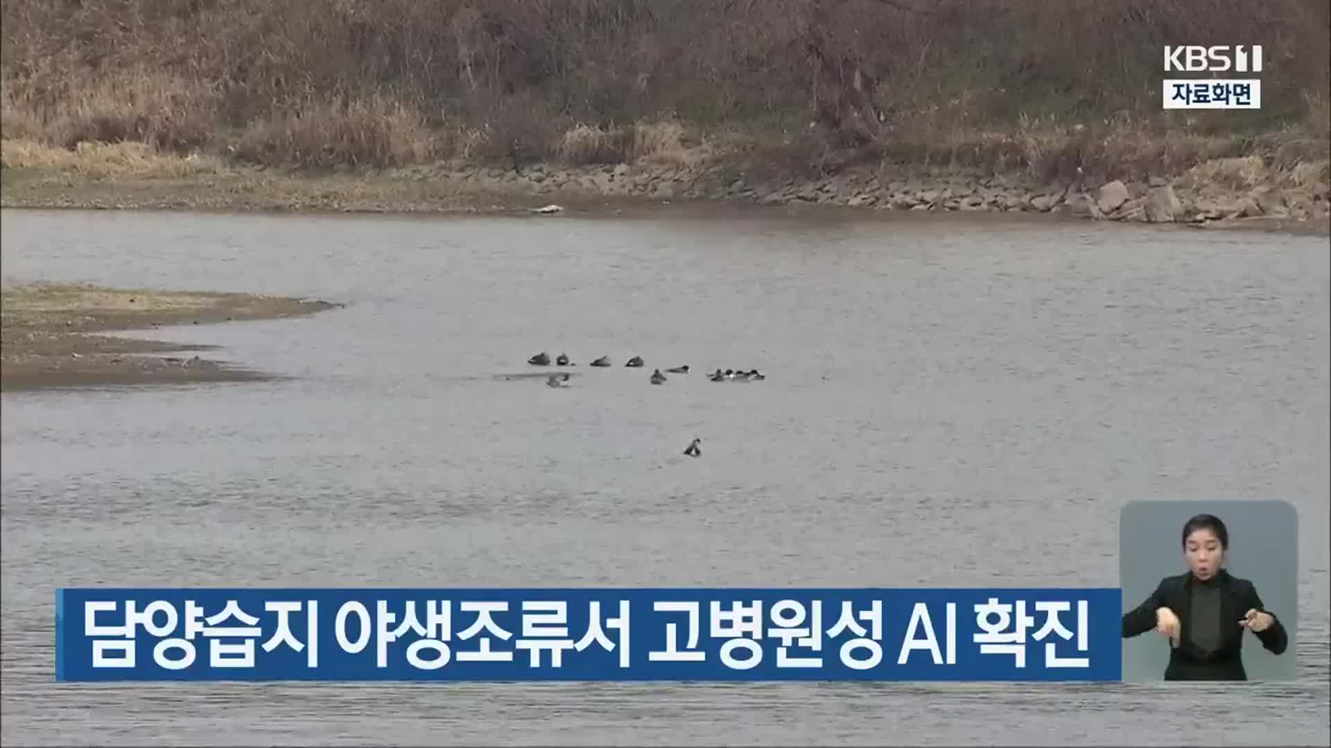 담양습지 야생조류서 고병원성 AI 확진