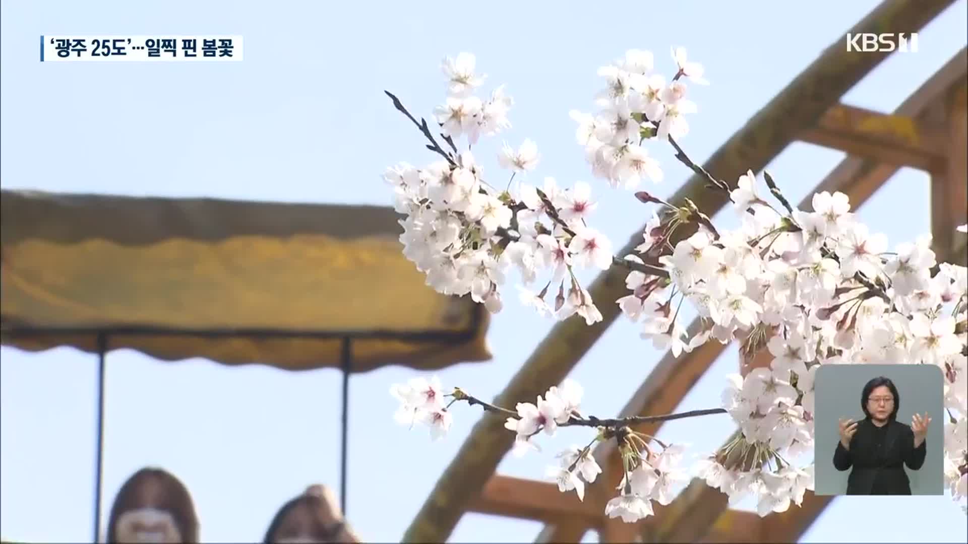 ‘광주 낮 최고 25도’ 역대 3번째…일찍 핀 봄꽃
