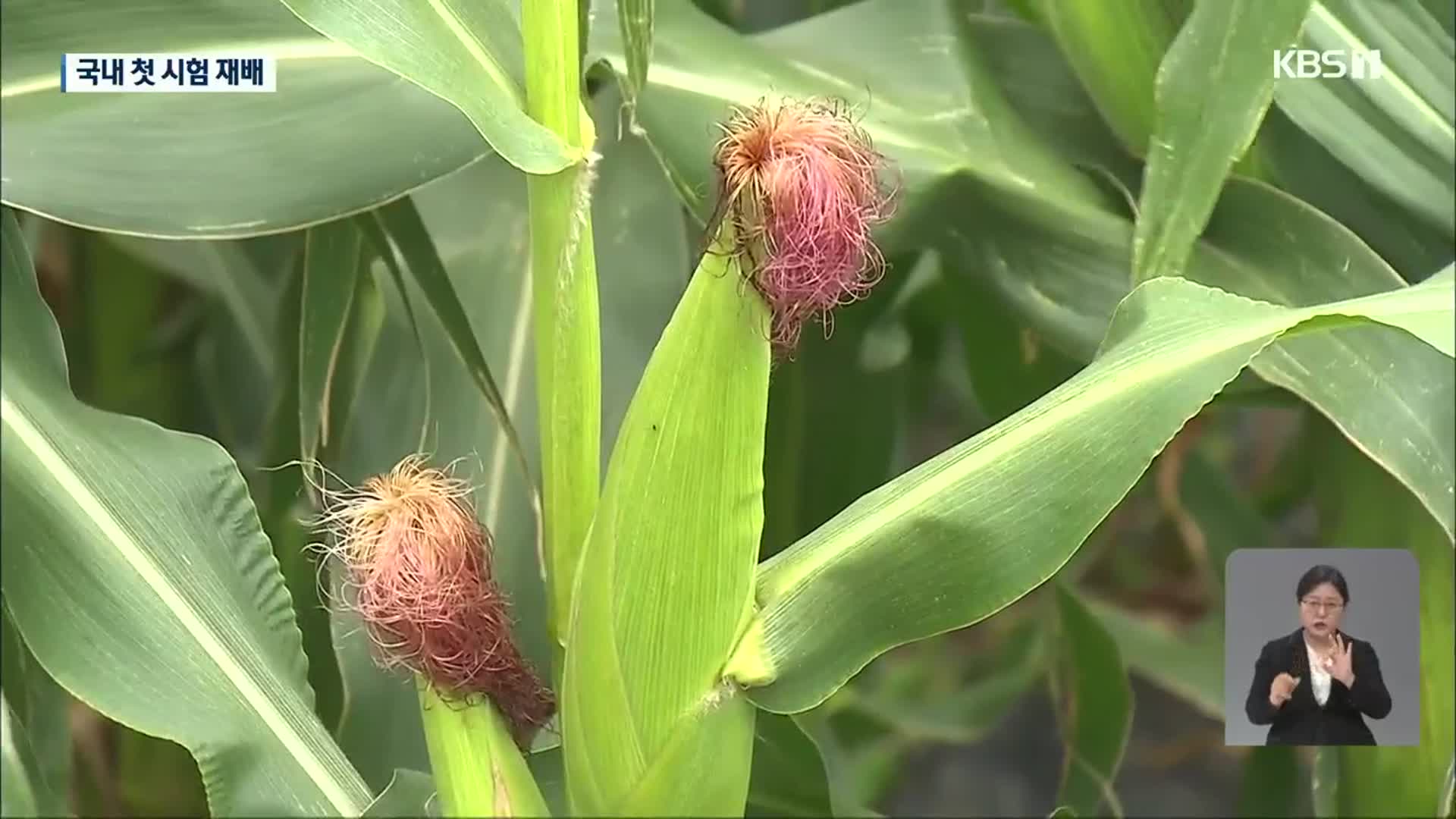 1년에 옥수수 세 번 수확…여수서 시험재배