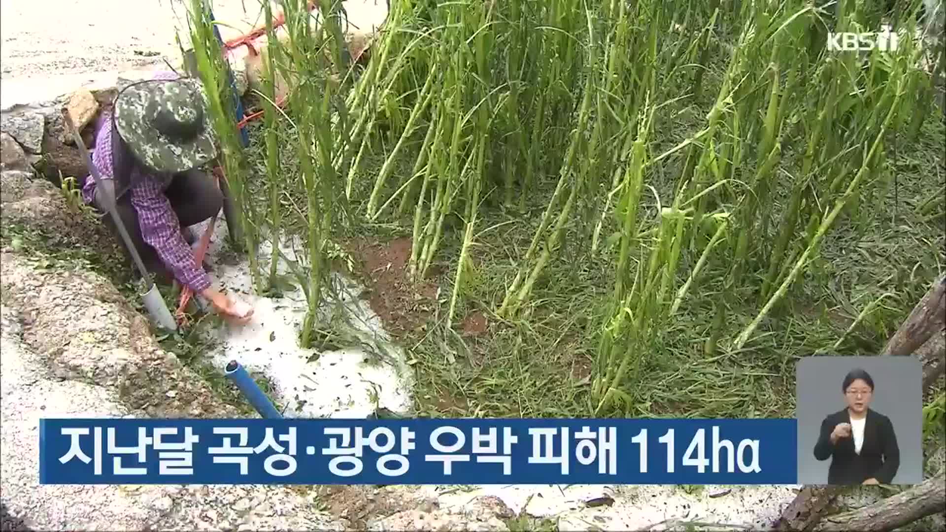 지난달 곡성·광양 우박 피해 114ha 