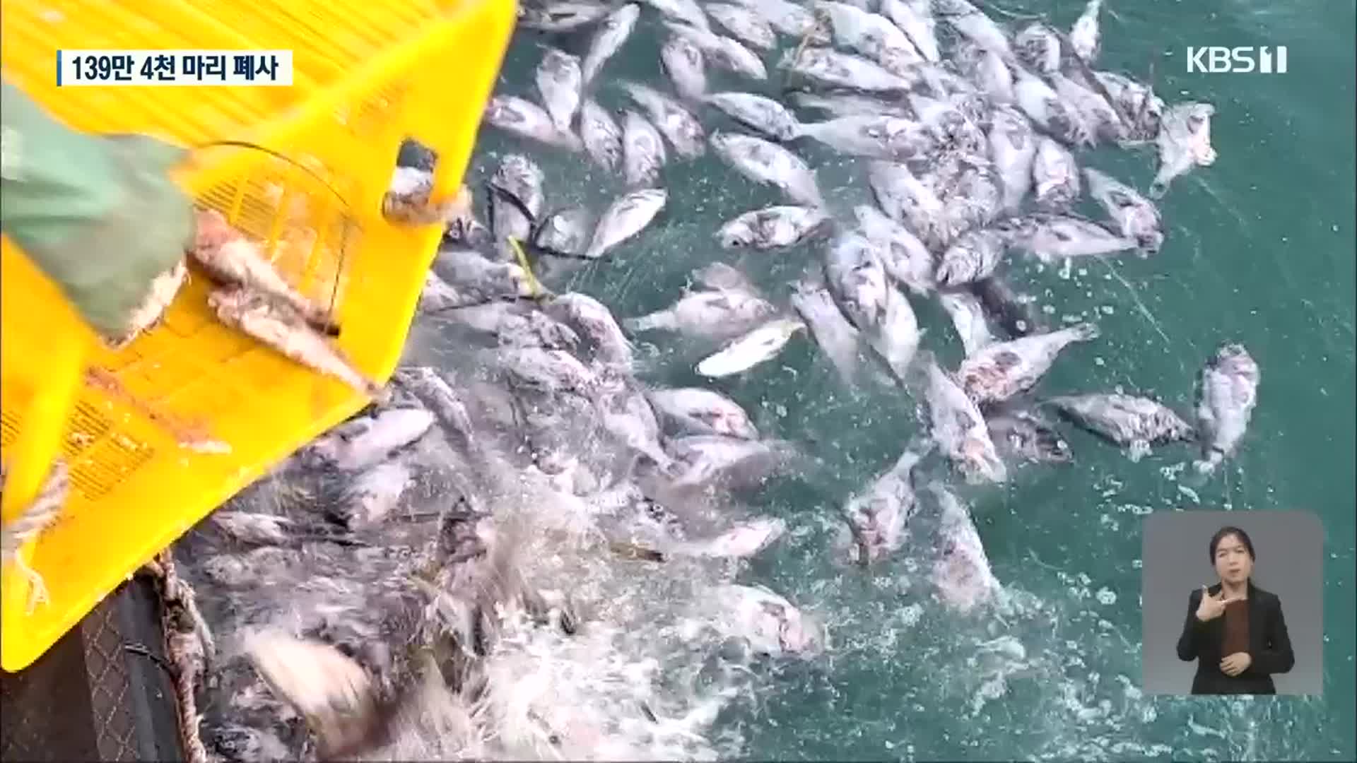 전남 남해안 일대 고수온에 물고기 떼죽음