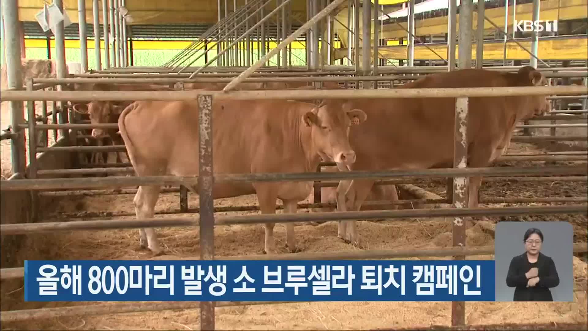 올해 800마리 발생 소 브루셀라 퇴치 캠페인 