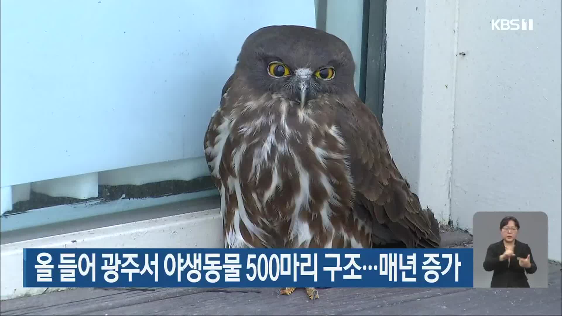 올 들어 광주서 야생동물 500마리 구조…매년 증가
