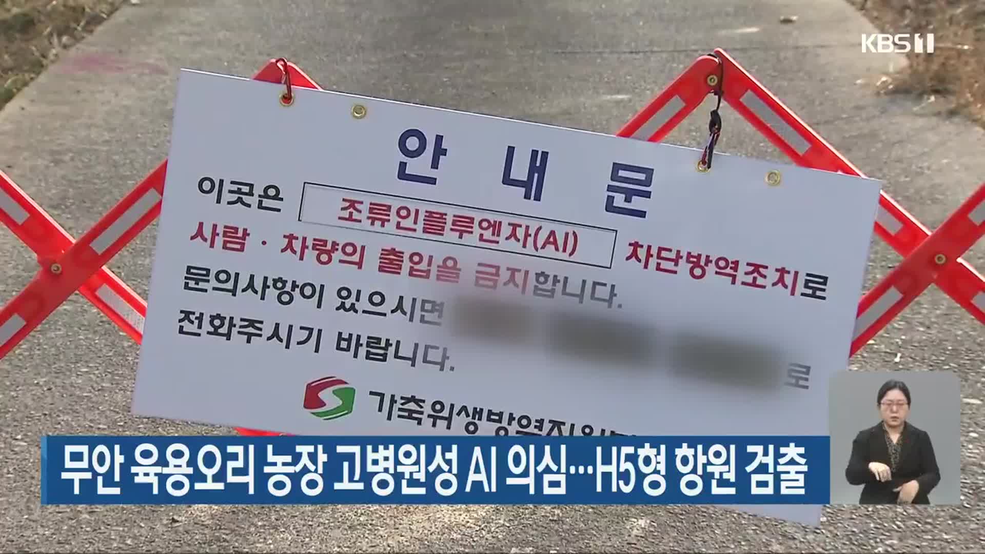 무안 육용오리 농장 고병원성 AI 의심…H5형 항원 검출