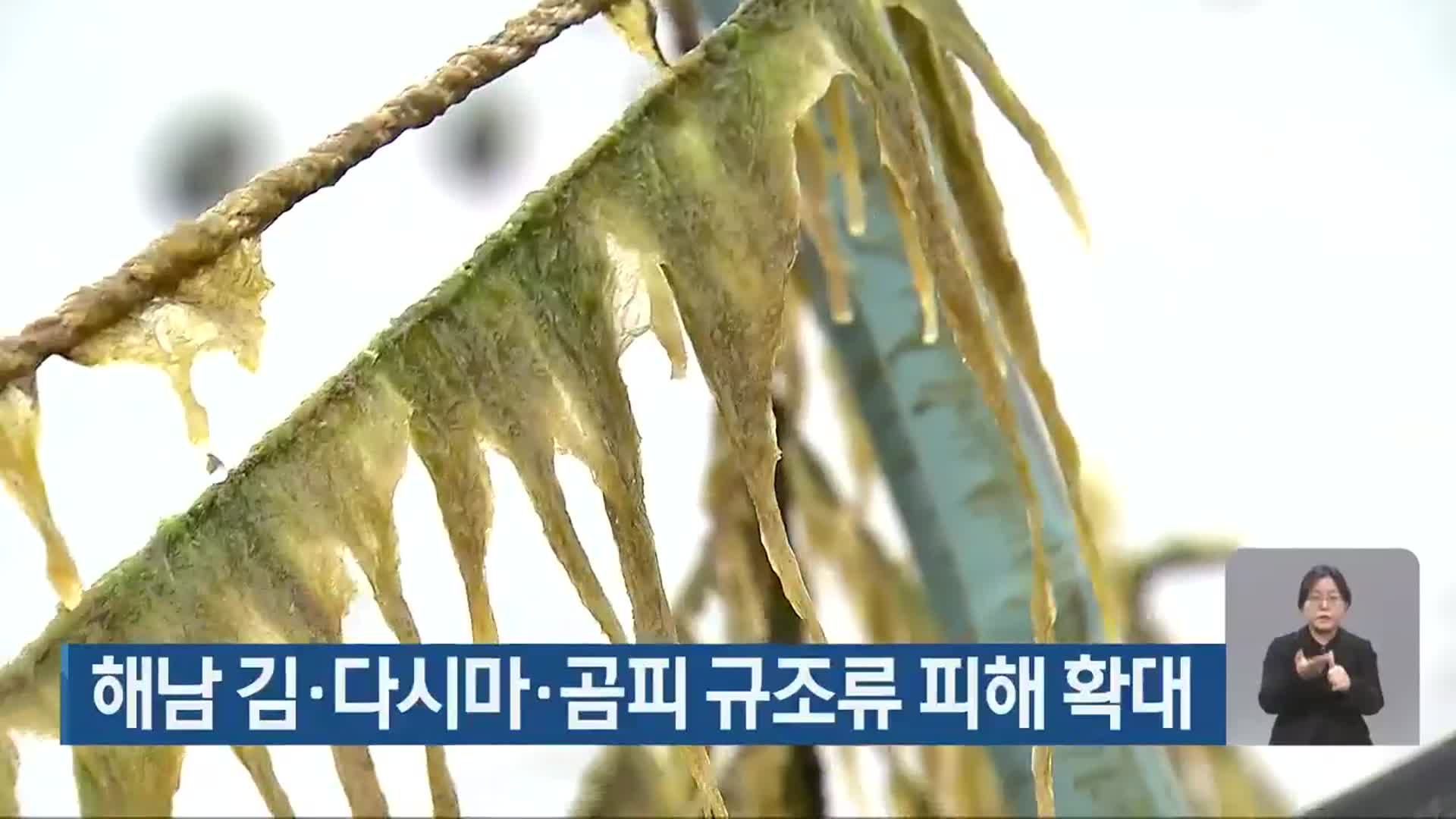 해남 김·다시마·곰피 규조류 피해 확대