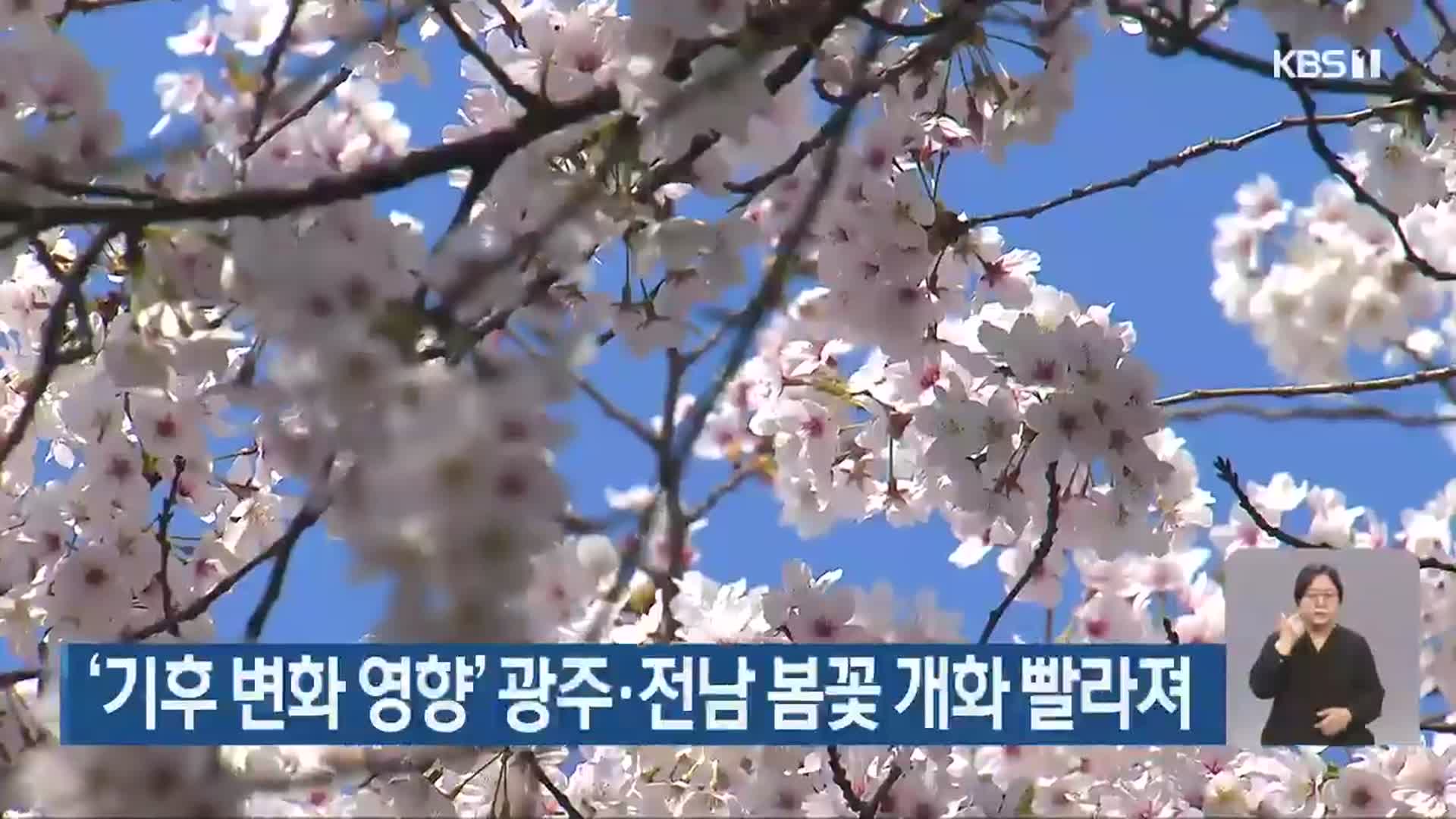 ‘기후 변화 영향’ 광주·전남 봄꽃 개화 빨라져