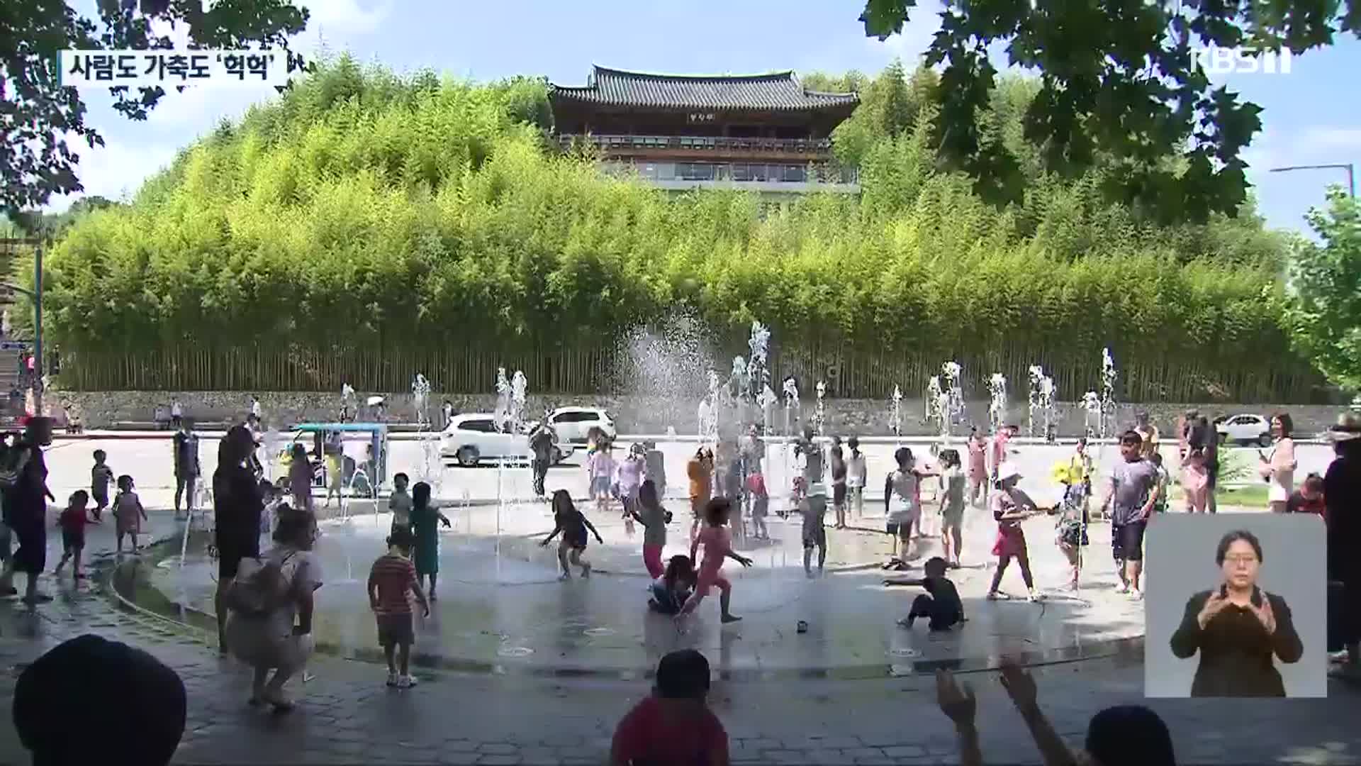 광주·전남 8일째 폭염 특보…온열 질환자 급증, 가축 폐사도 잇따라