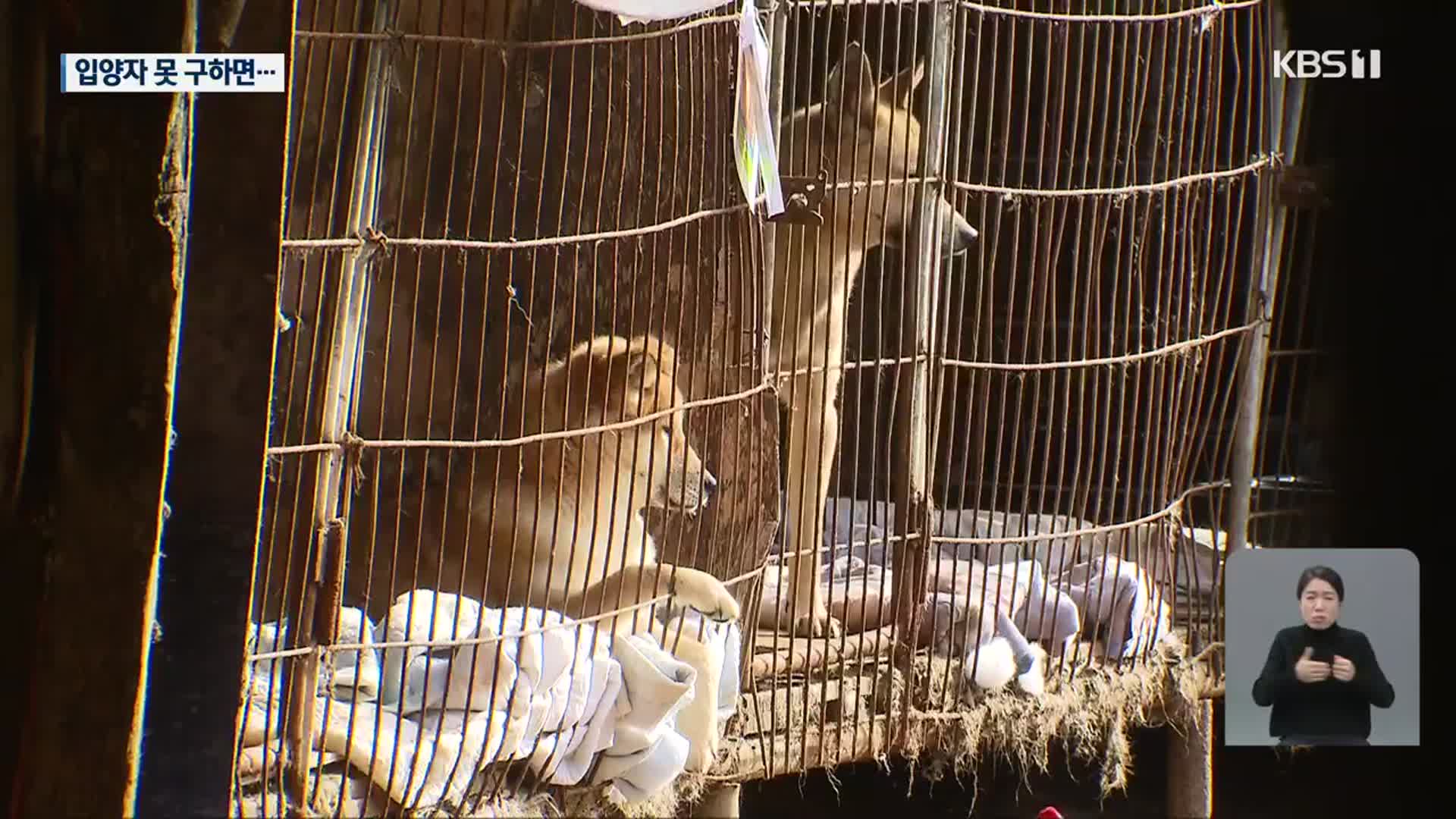불법 개사육장 철거…개 30여 마리 안락사 위기