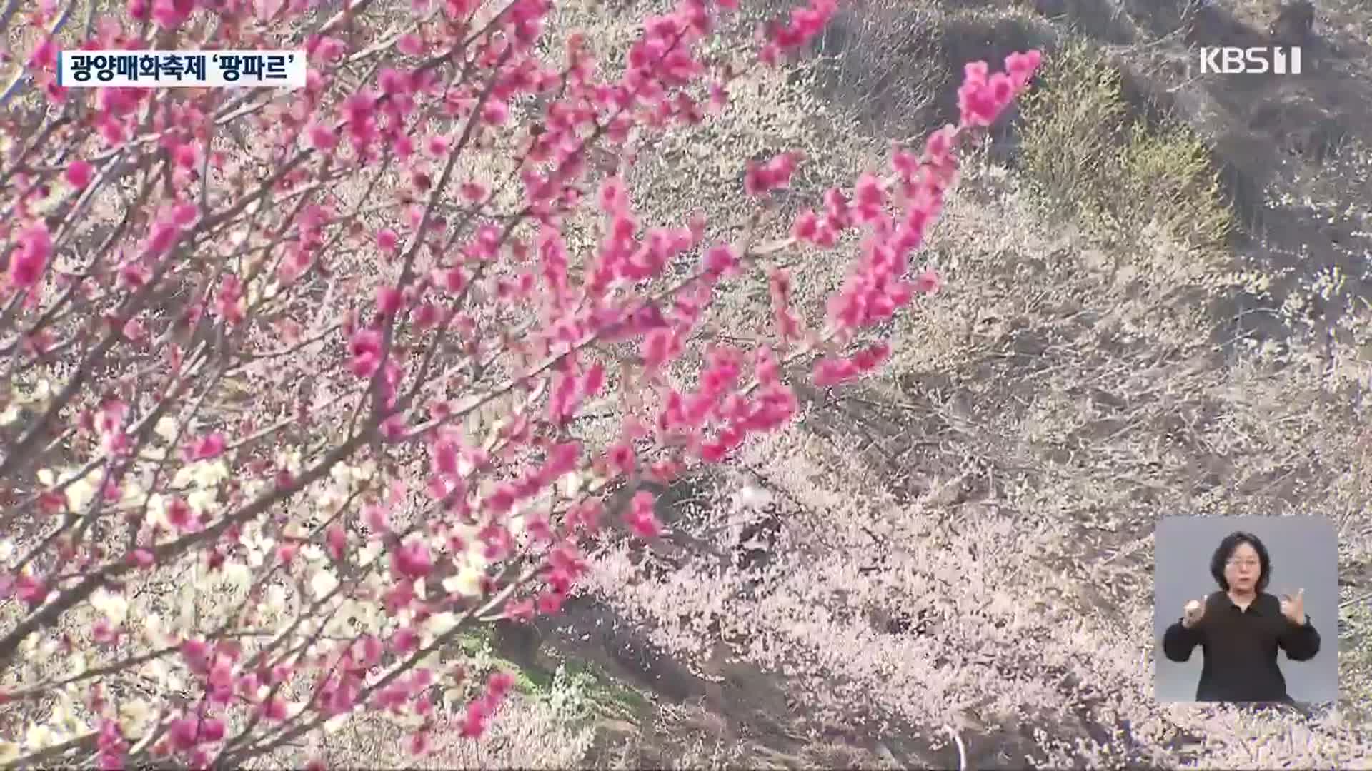 다시 찾아온 매화축제…봄 기운 ‘물씬’