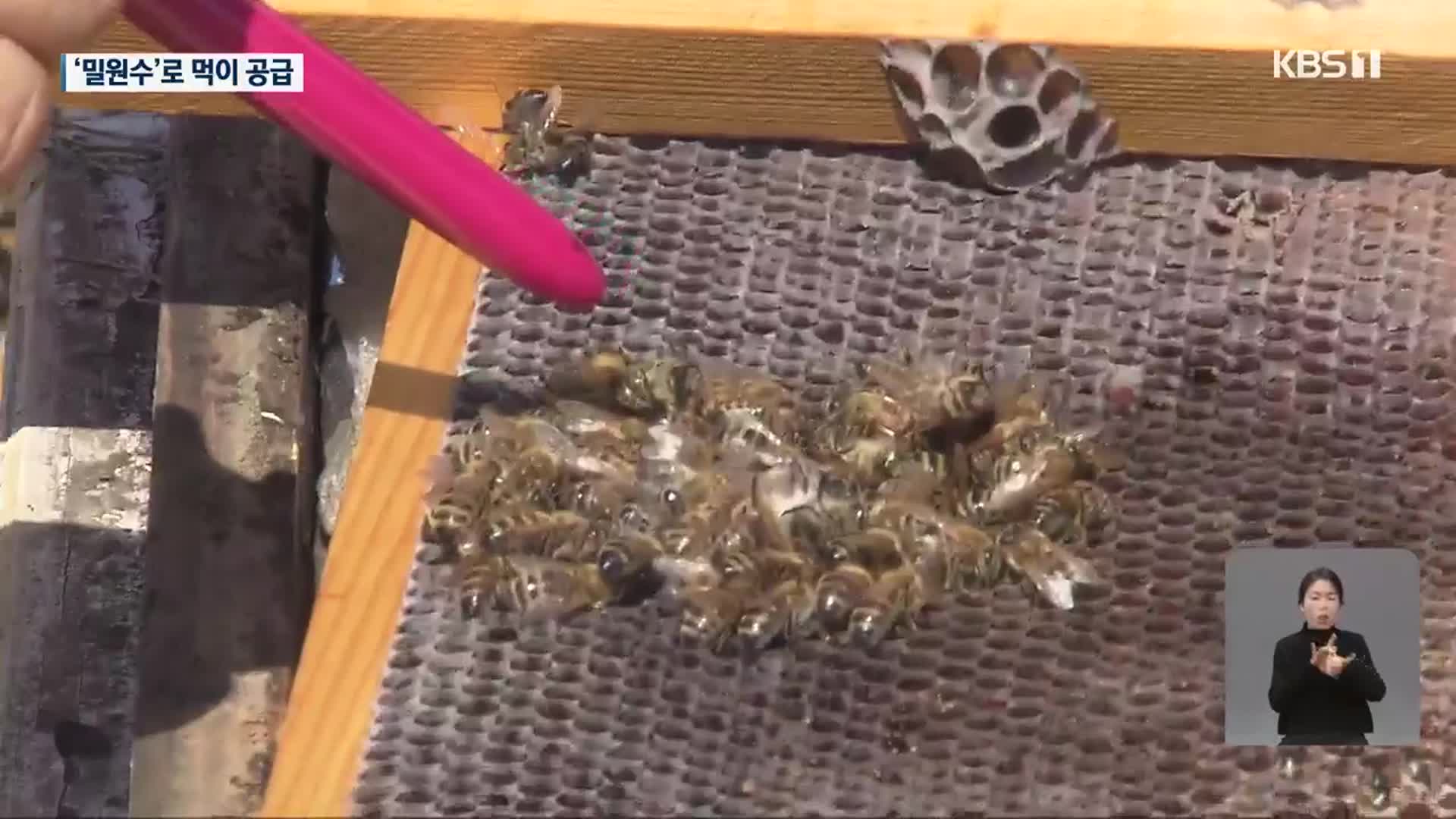전남 2년 연속 꿀벌 피해…“밀원수 확대로 해결”