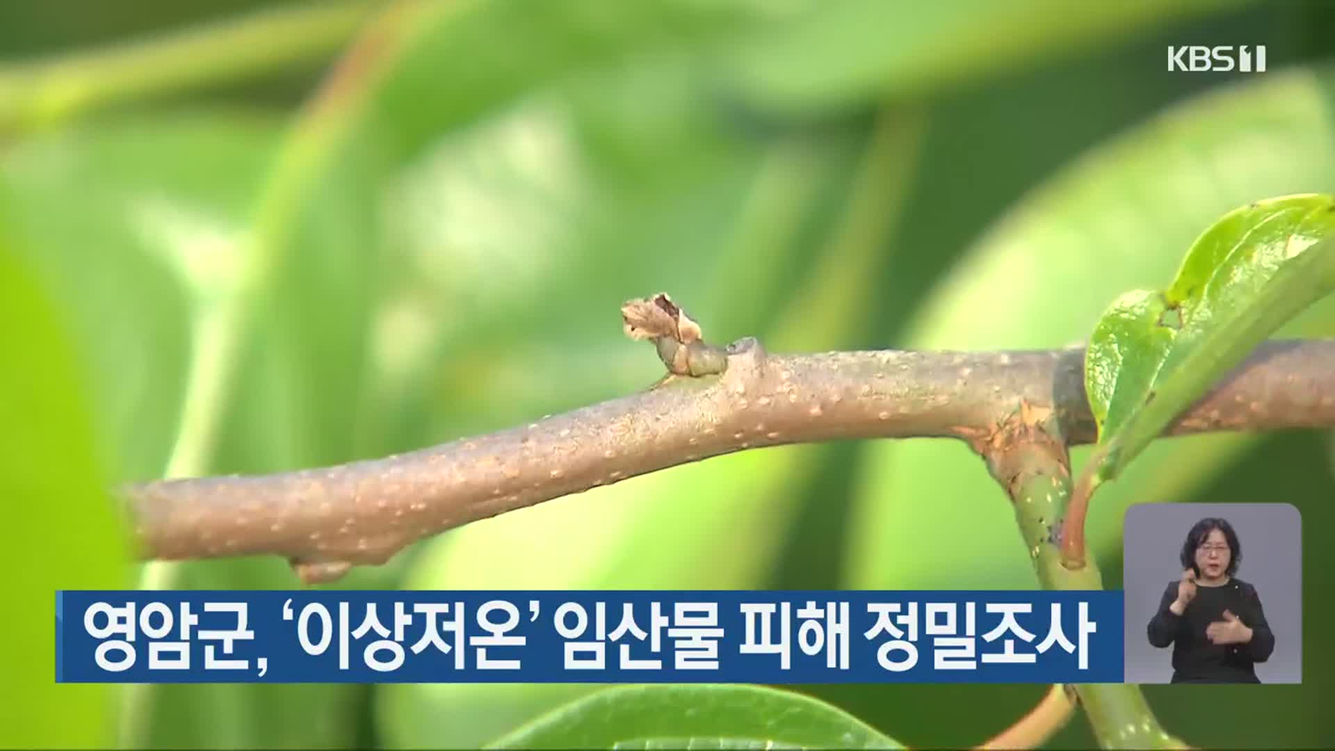 영암군, ‘이상저온’ 임산물 피해 정밀조사