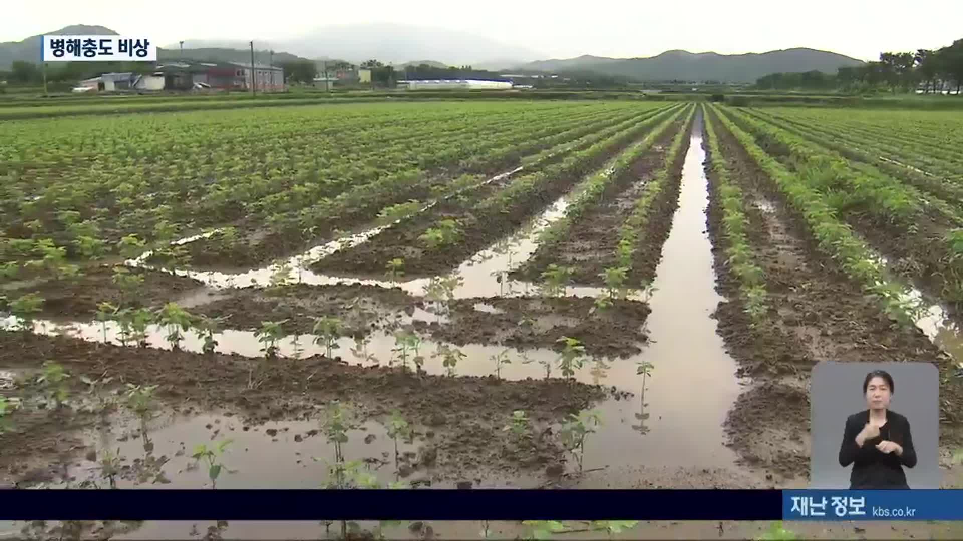 긴 장마, 수확기 농작물 피해도 잇따라