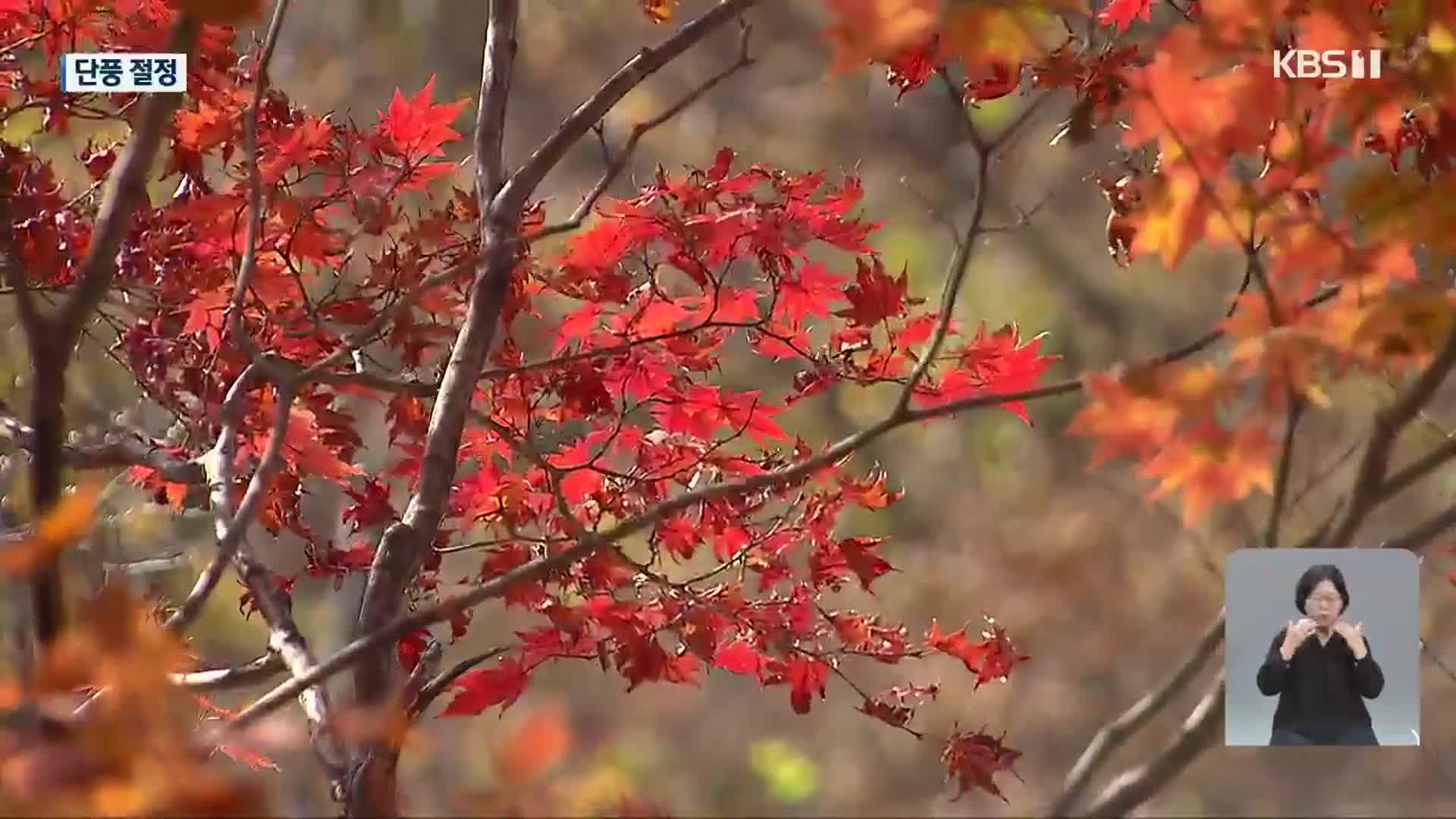 ‘울긋불긋’ 남도 단풍 다음 주까지 절정