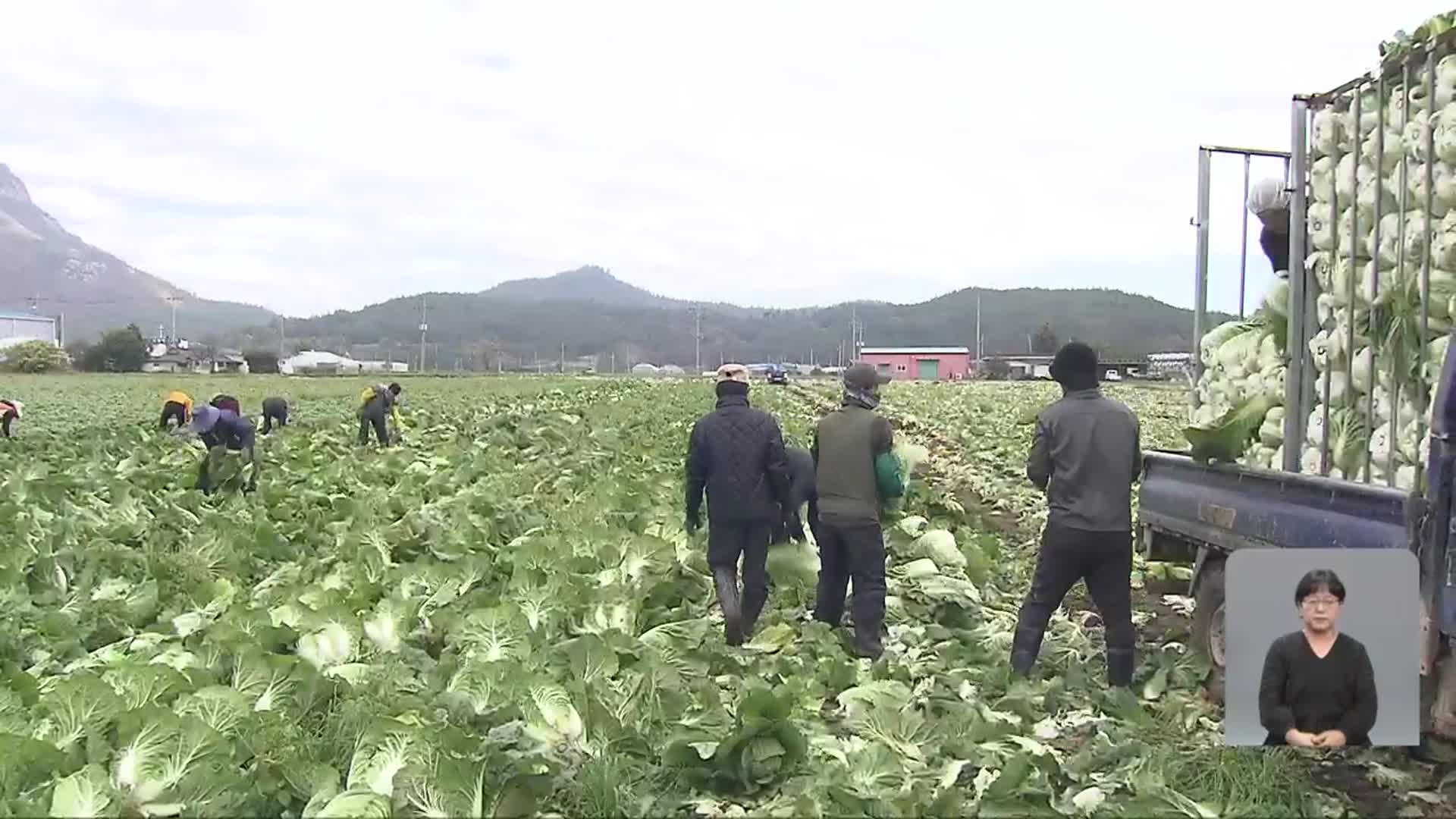 11월 22일은 김치의 날…전남 가을배추 품질 최고