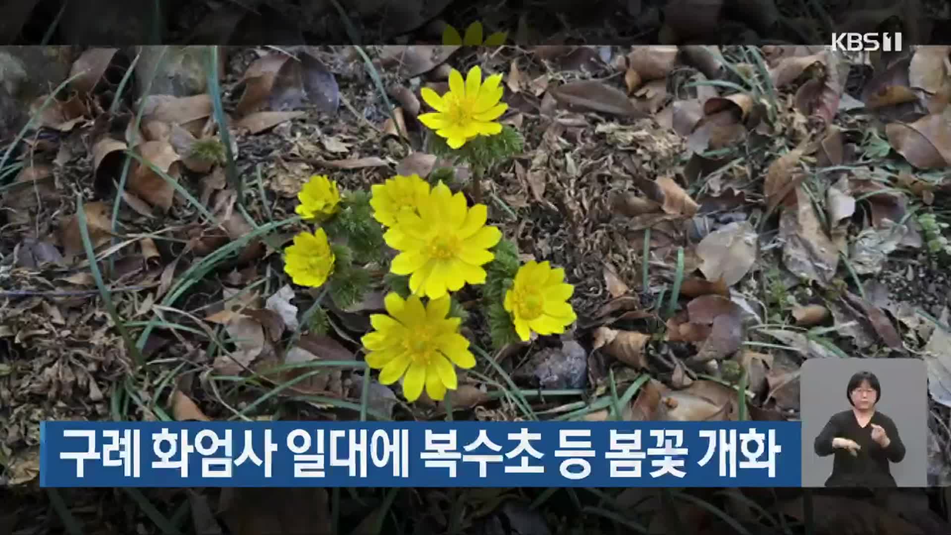 구례 화엄사 일대에 복수초 등 봄꽃 개화