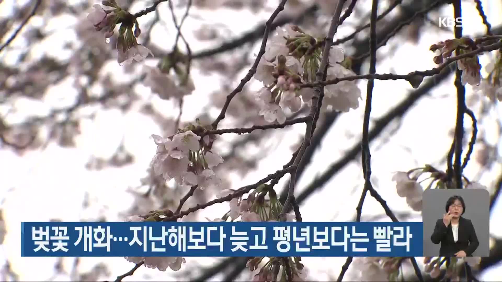 벚꽃 개화…지난해보다 늦고 평년보다는 빨라