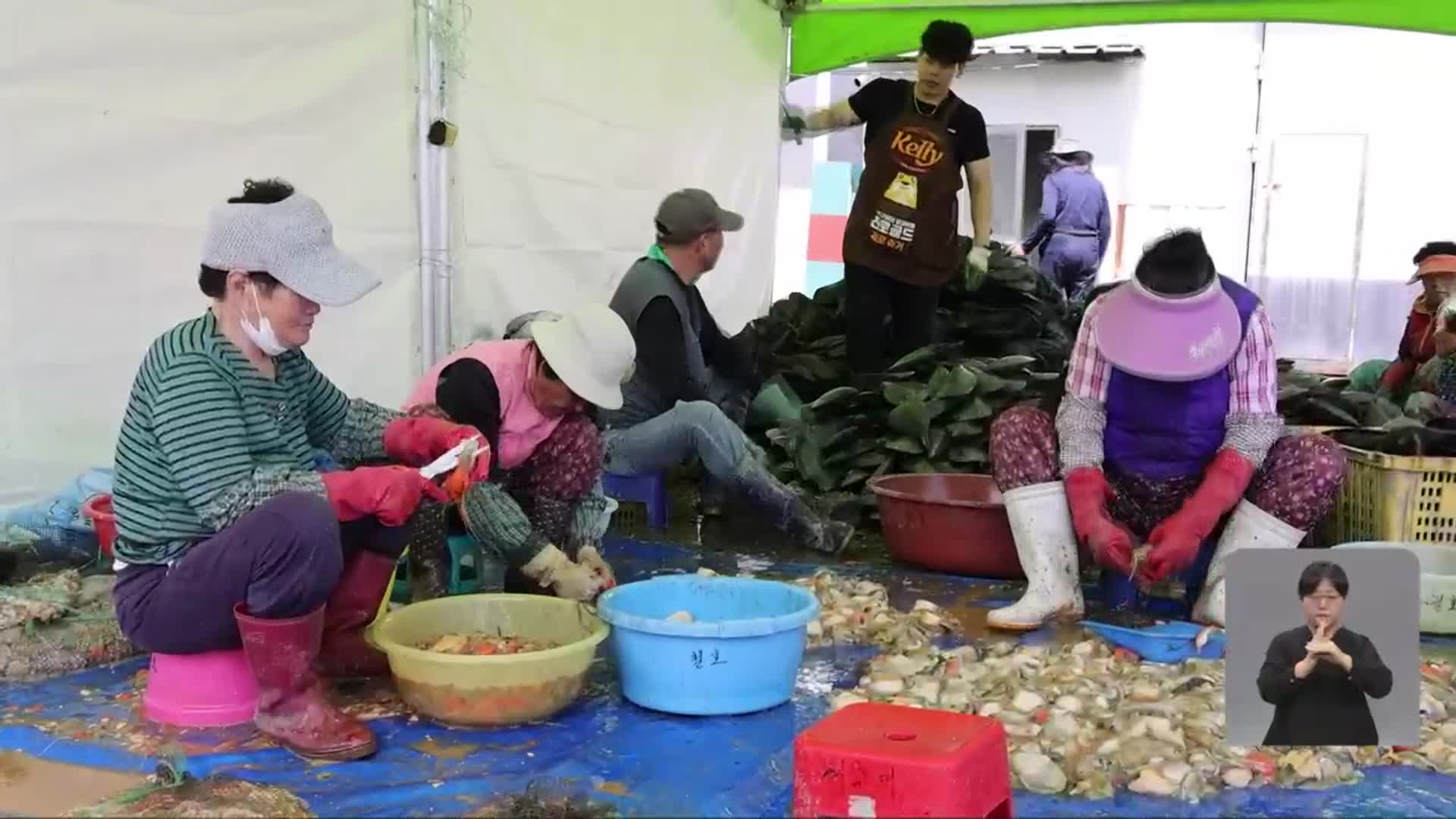 “5월이면 키조개, 키조개면 장흥”…키조개 생산 한창