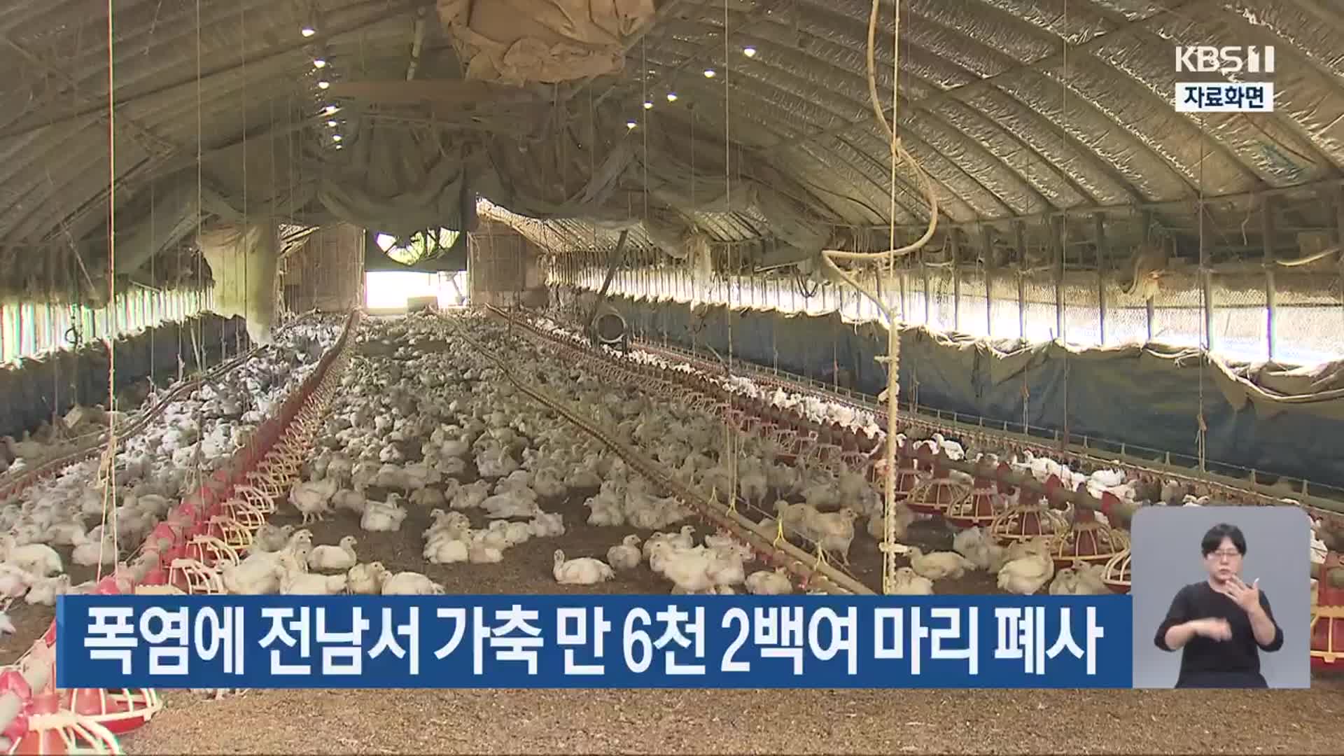 폭염에 전남서 가축 만 6천 2백여 마리 폐사