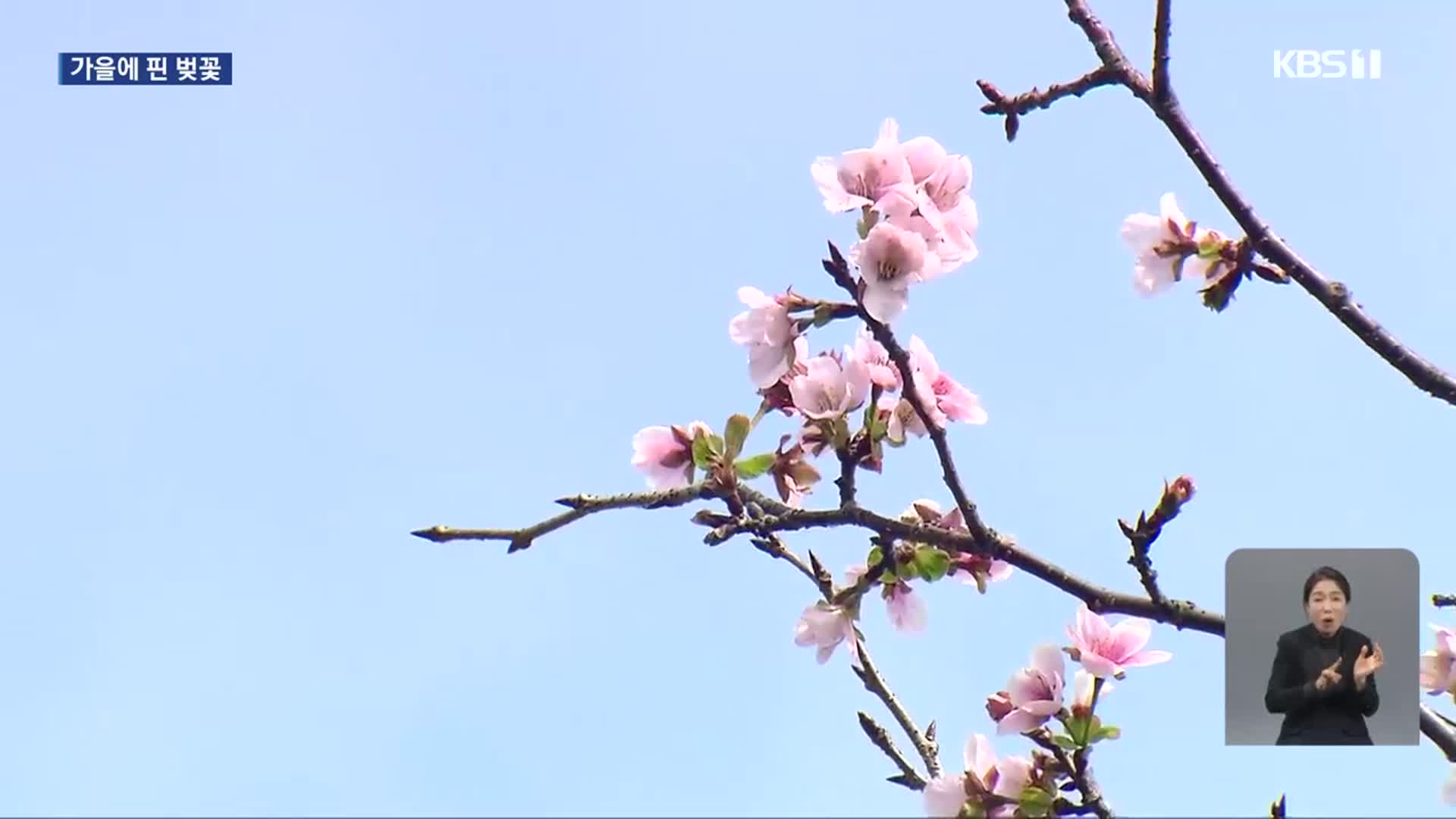 억새는 안 피고 벚꽃이 활짝…역대급 더위 여파?