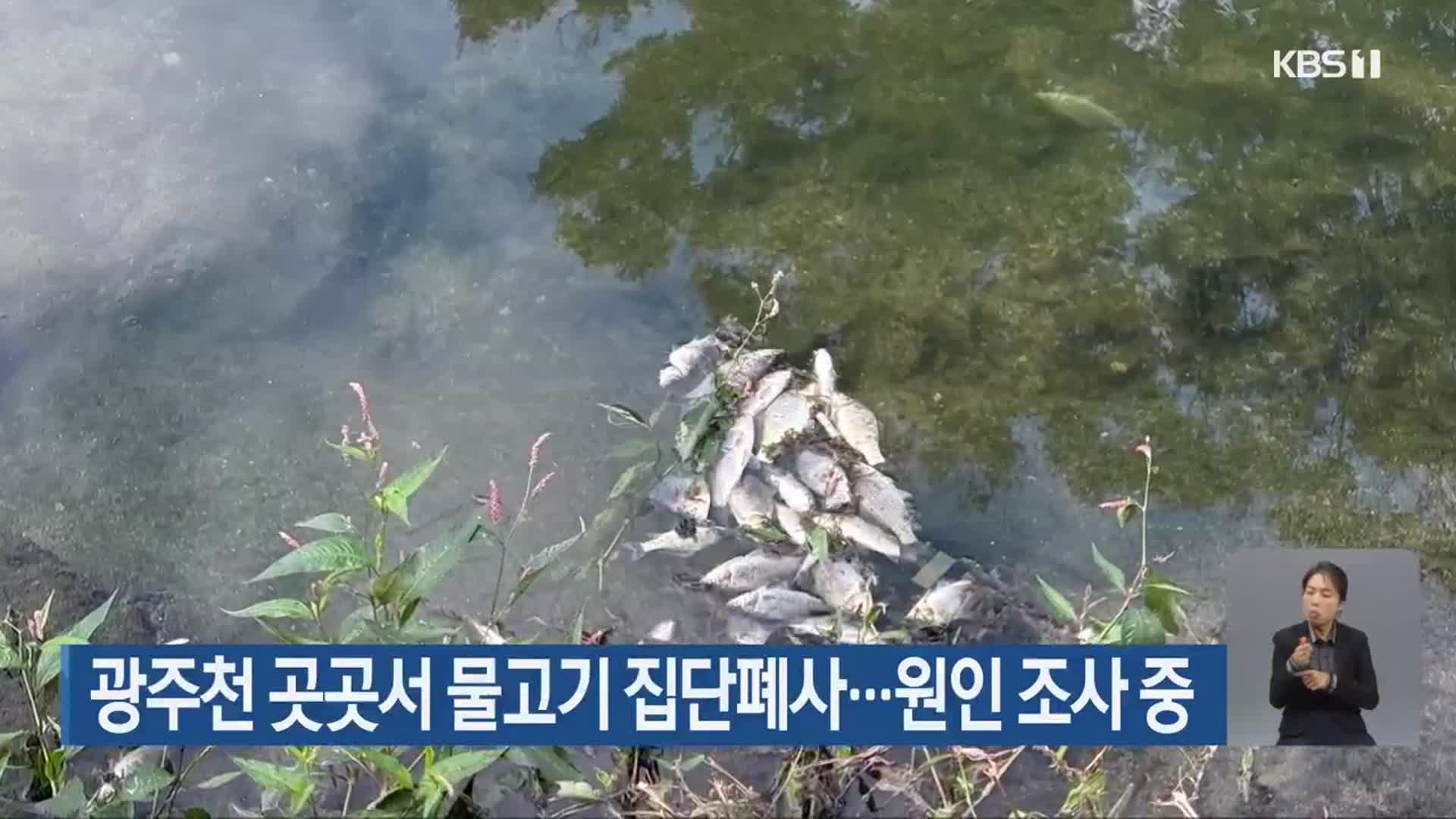 광주천 곳곳서 물고기 집단폐사…원인 조사 중