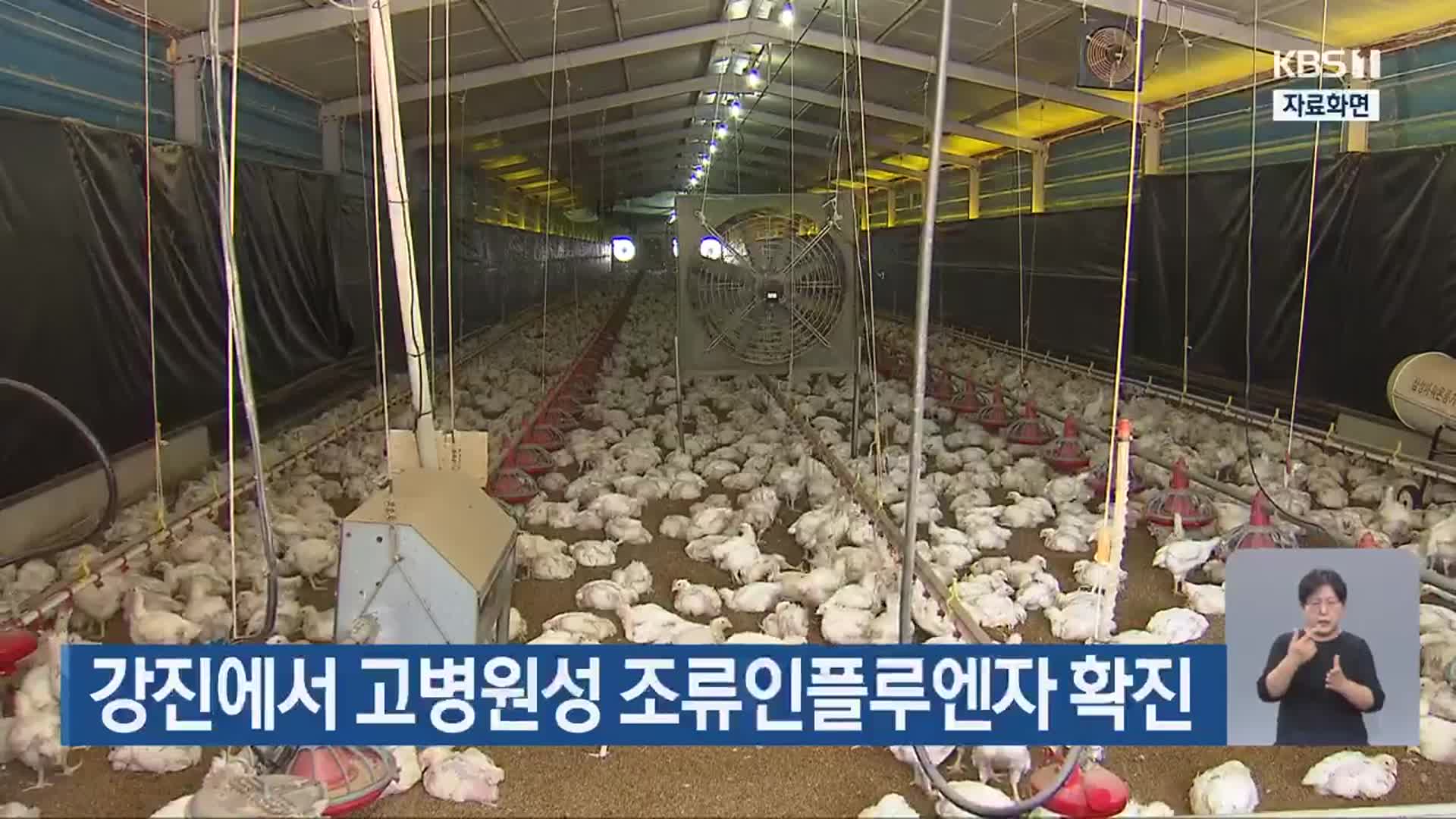 강진에서 고병원성 조류인플루엔자 확진