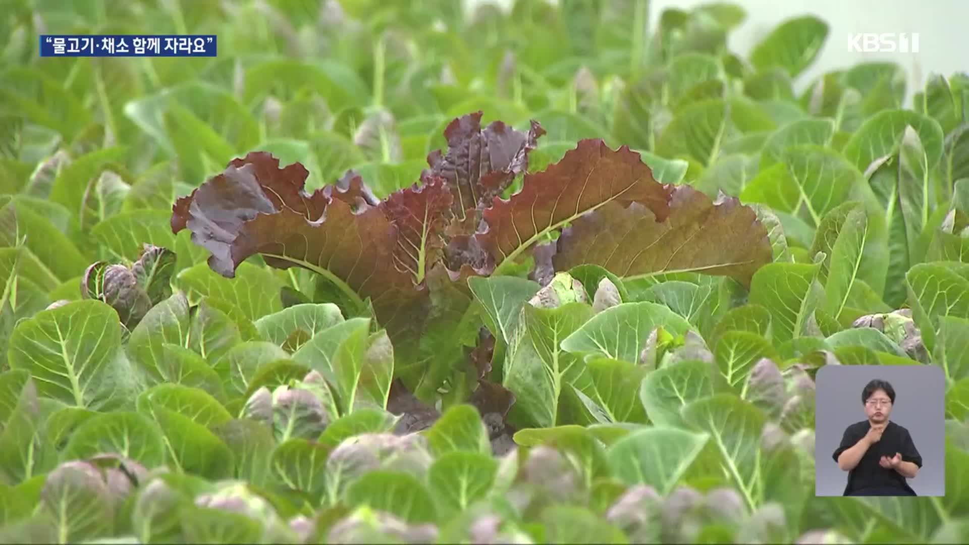 미래 농법 ‘아쿠아포닉스’…기후대응·스마트팜 ‘각광’