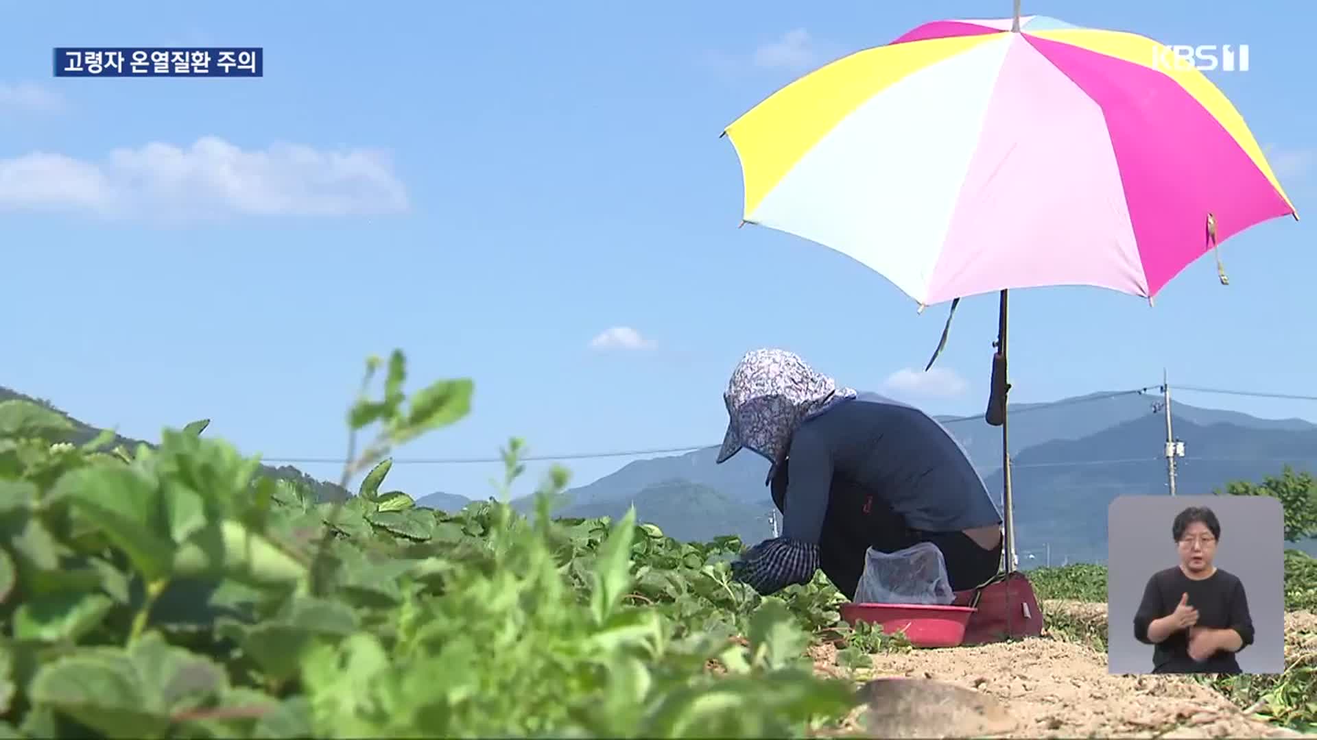 뙤약볕 아래 고사리 따다가…곡성에서 사망자 발생