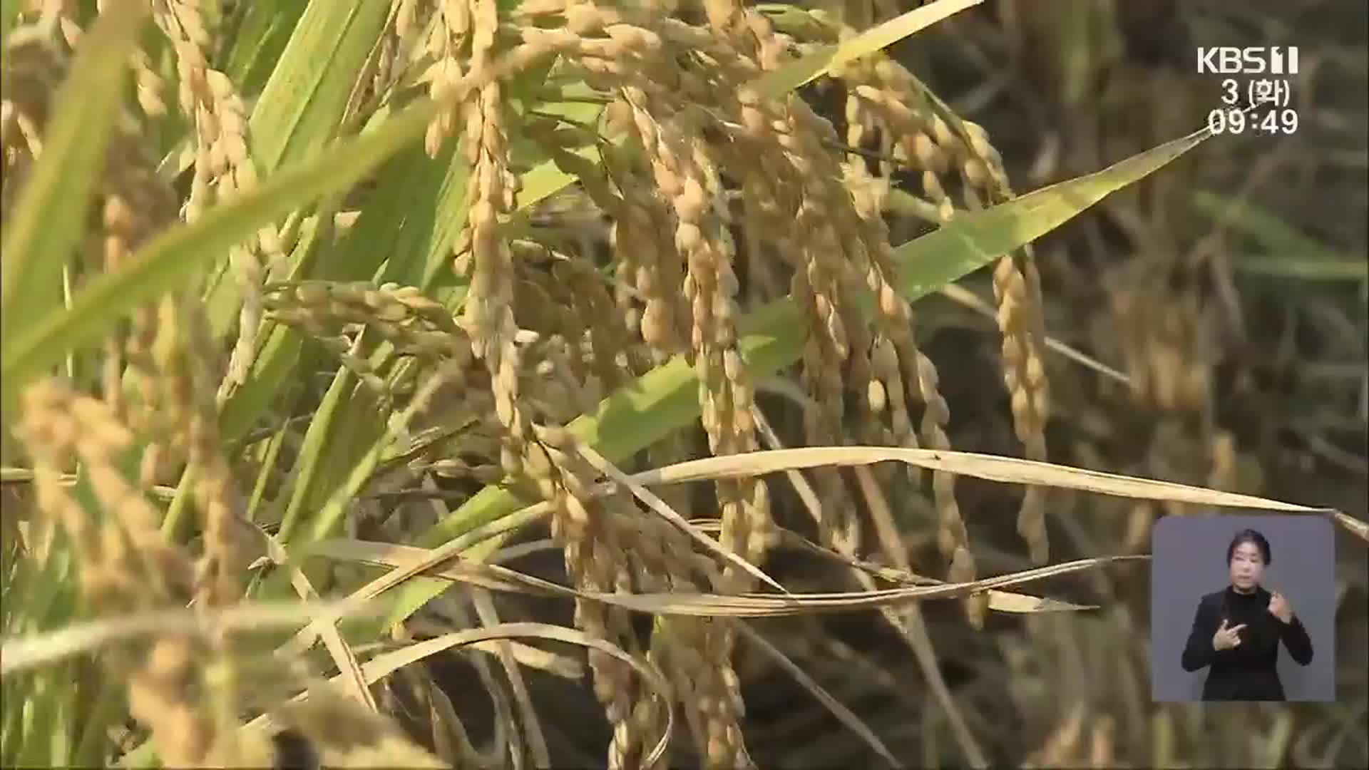 쌀 흉작에 ‘울상’…통계청 조사는 증가?