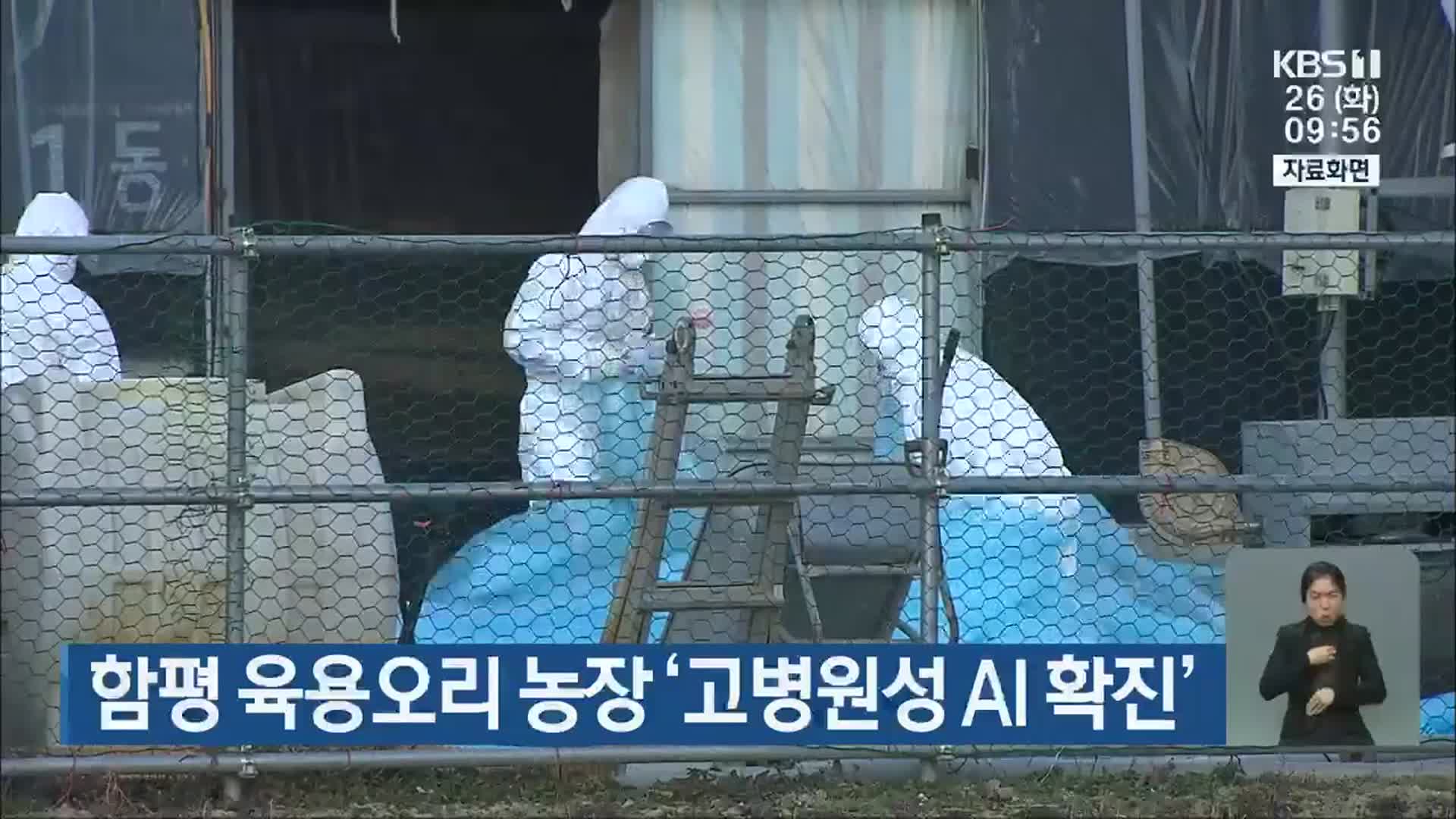 함평 육용오리 농장 ‘고병원성 AI 확진’