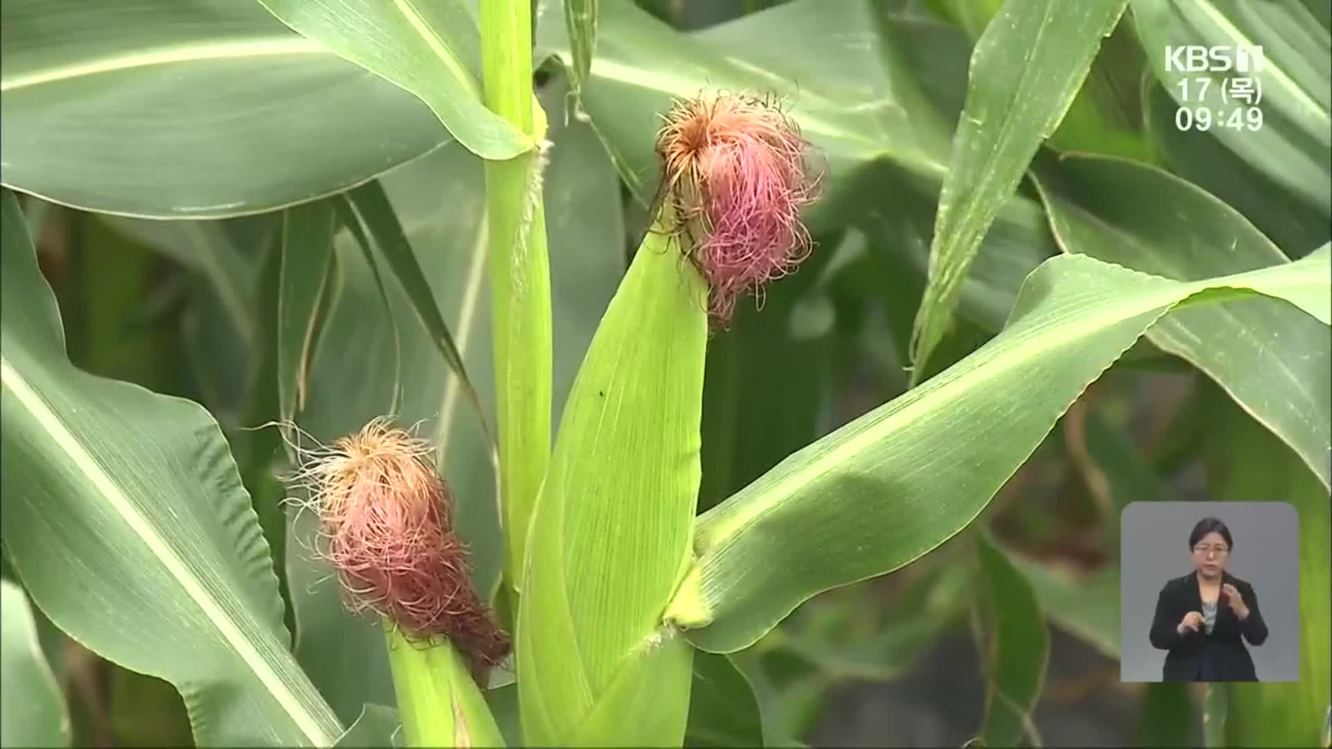 1년에 옥수수 세 번 수확…여수서 시험 재배
