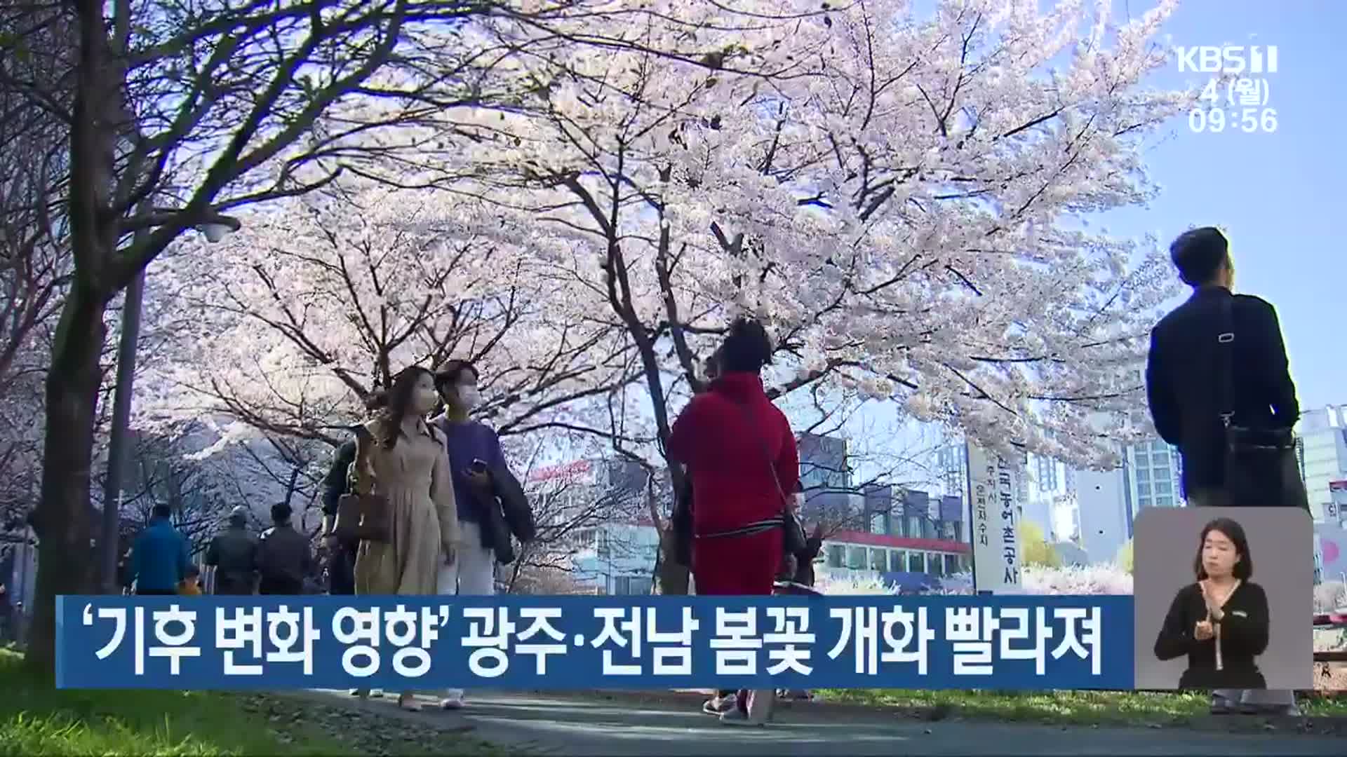 ‘기후 변화 영향’ 광주·전남 봄꽃 개화 빨라져