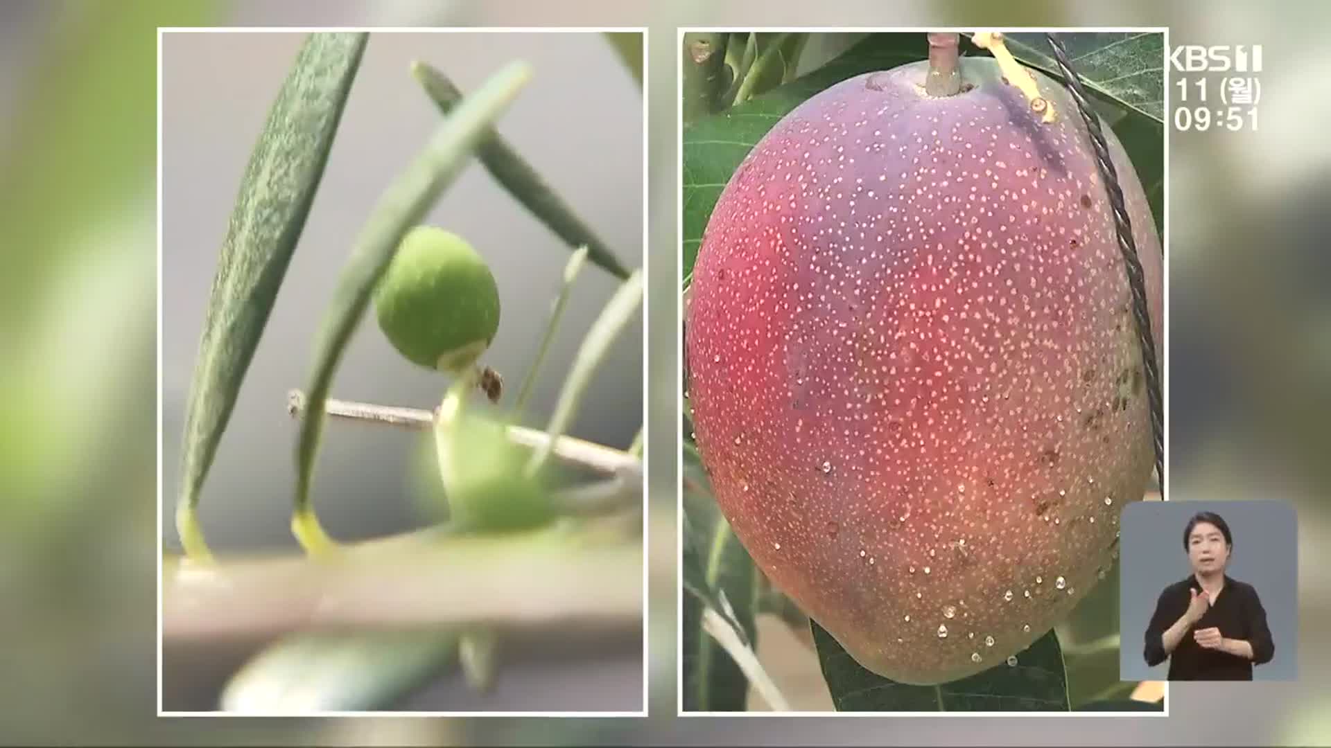 “경남도 올리브·망고 키워요”…아열대 과수 확산
