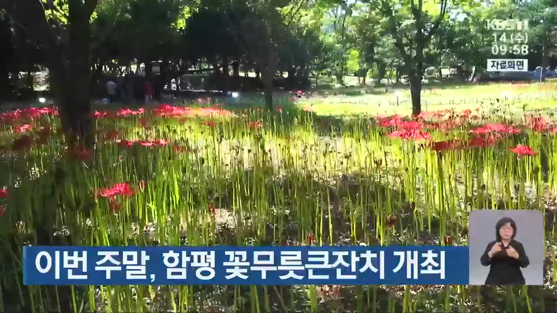 이번 주말, 함평 꽃무릇큰잔치 개최