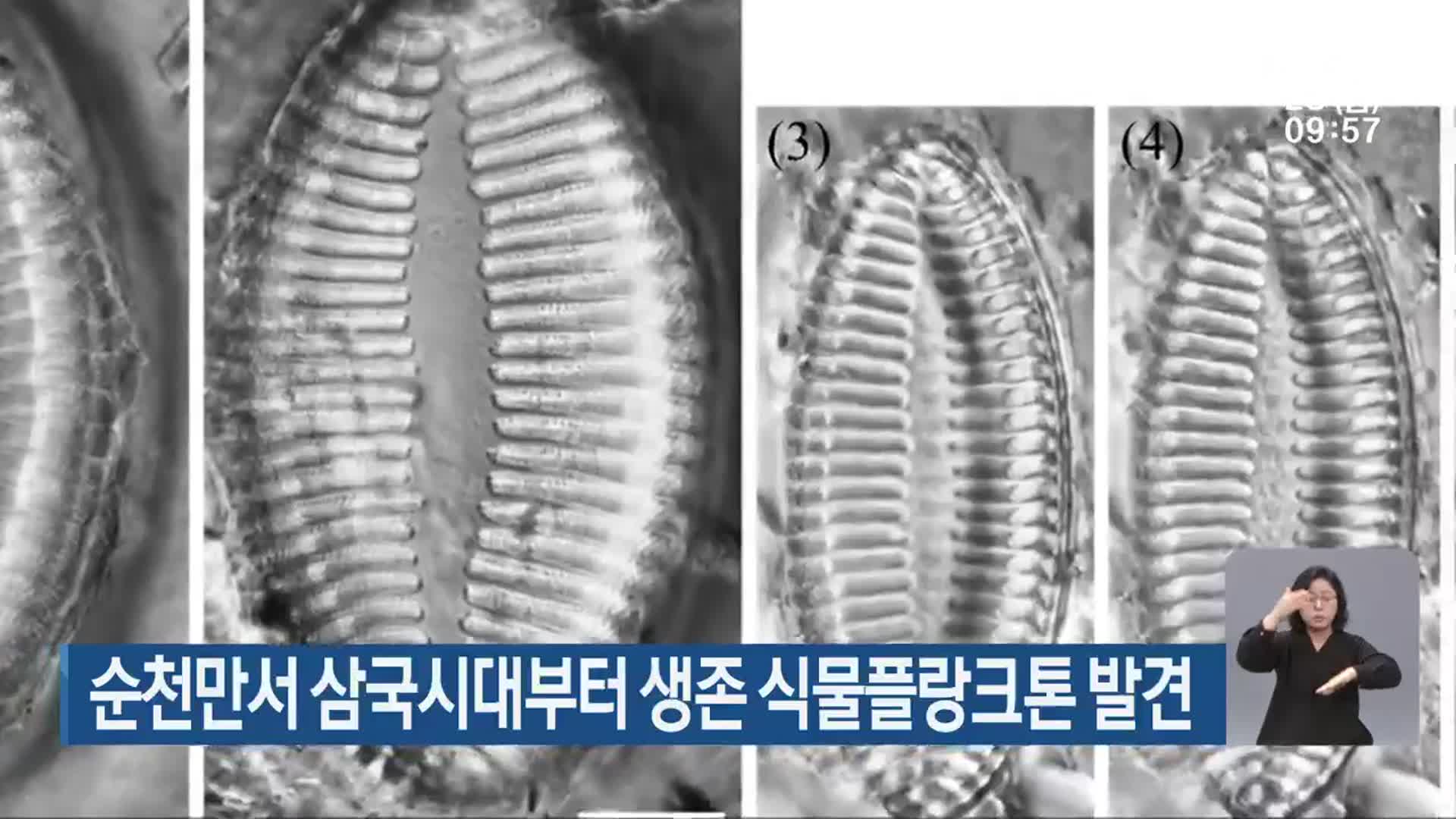 순천만서 삼국시대부터 생존 식물플랑크톤 발견